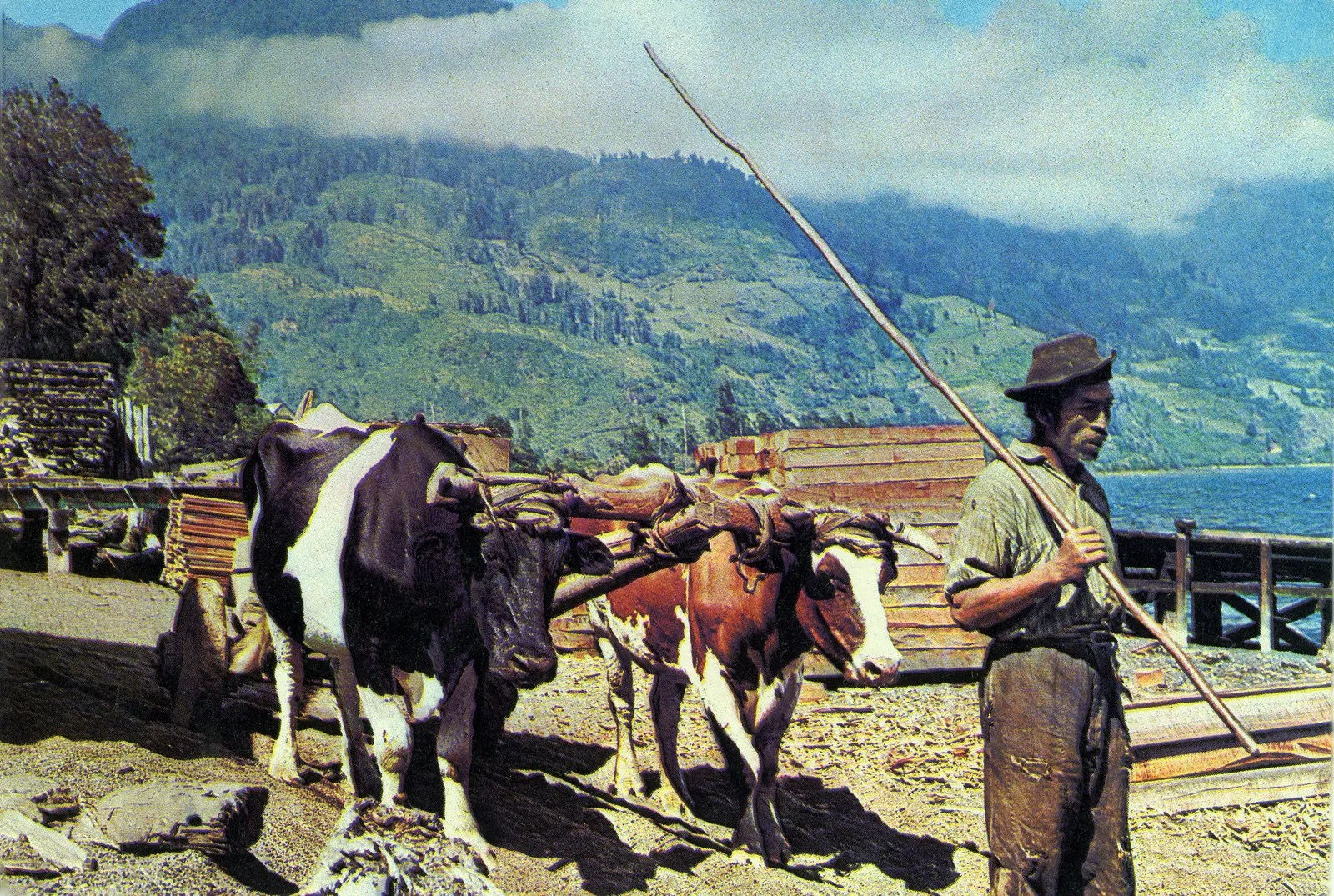 bueyes lago sur, C.a 1950