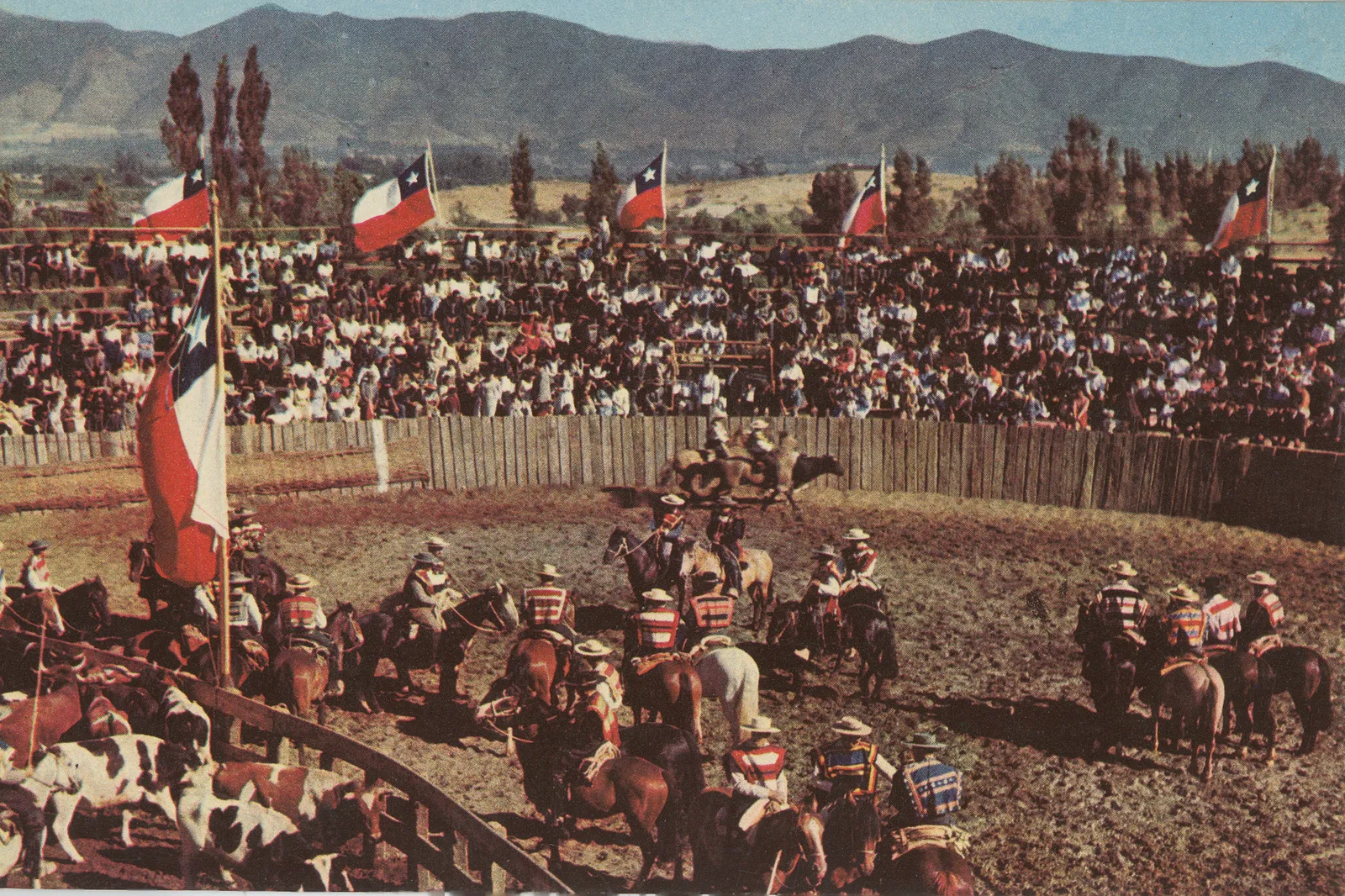 Rodeo 1950