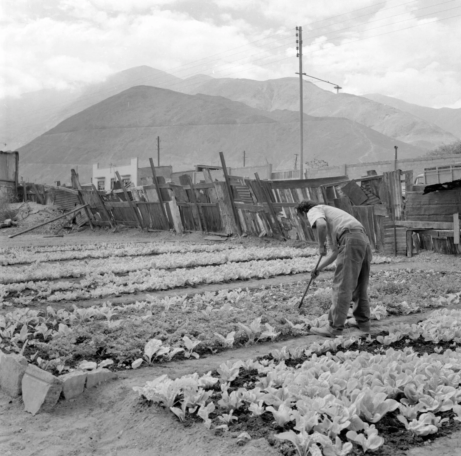 Agricultor trabajando en huerto en Chuquicamata ca. 1960.