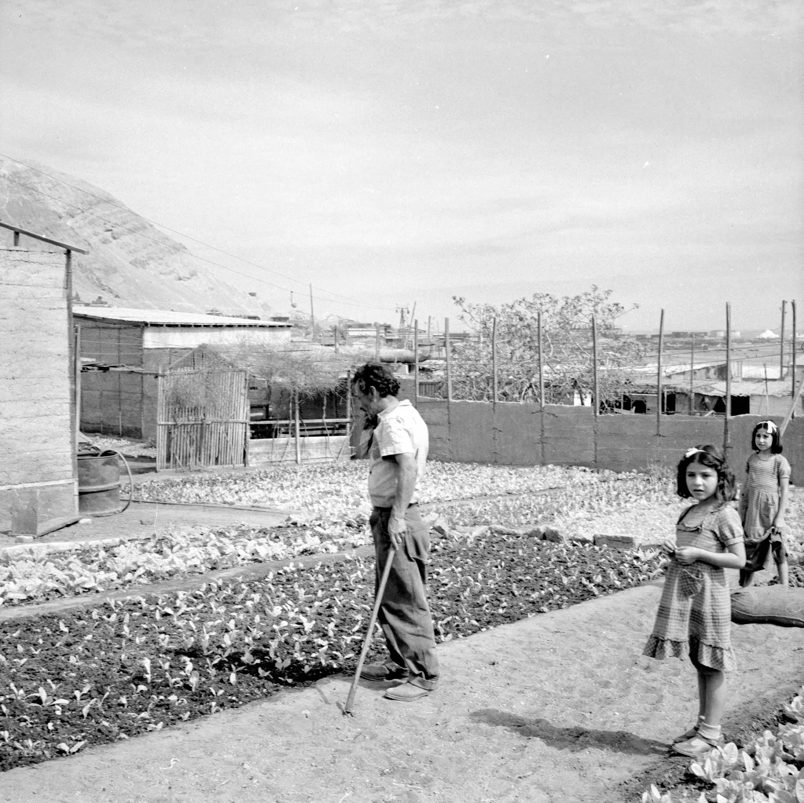 Agricultor trabajando en huerto en Chuquicamata ca. 1960.