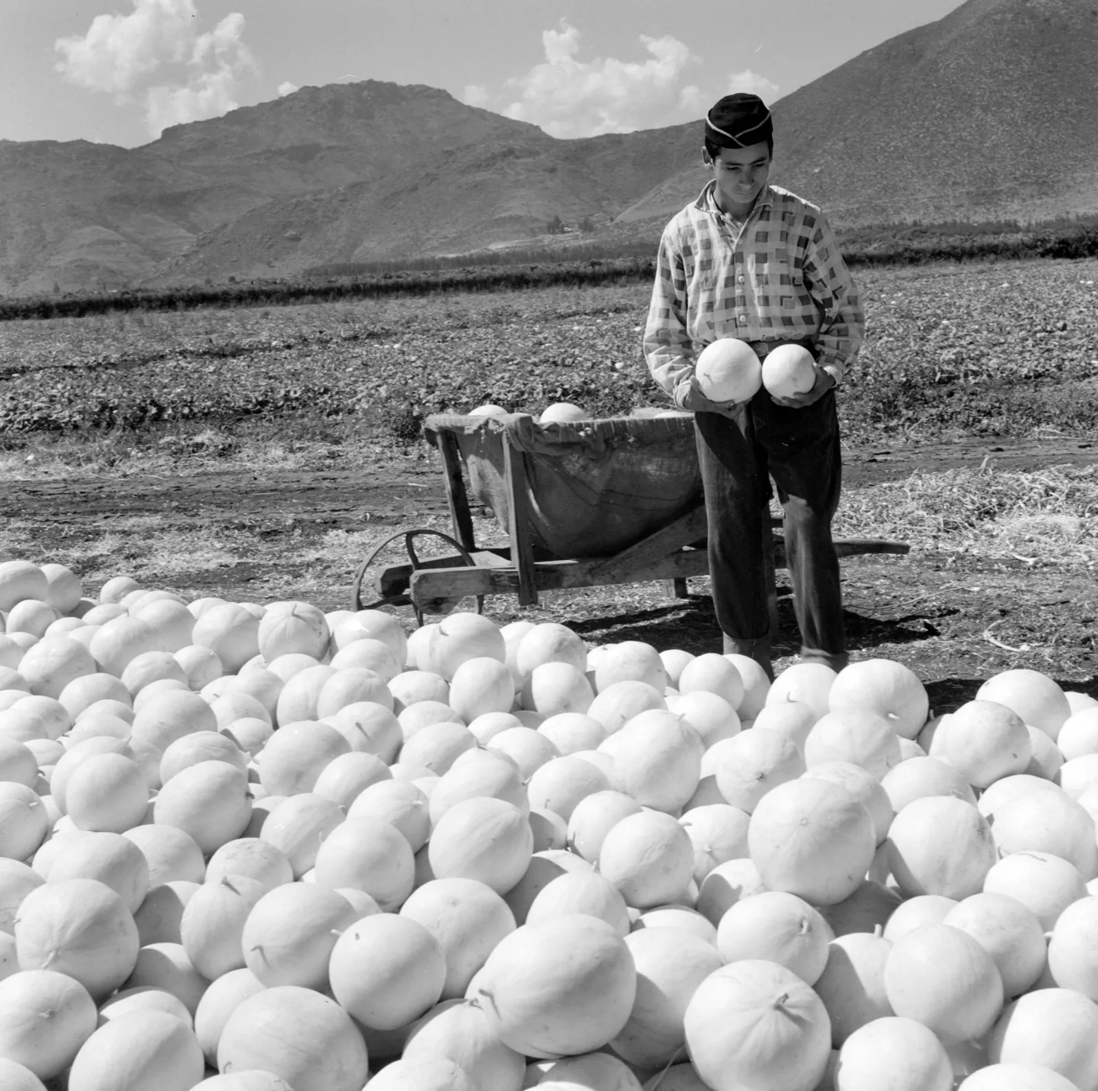 Agricultor en una viña de Llay-Llay ca. 1960.
