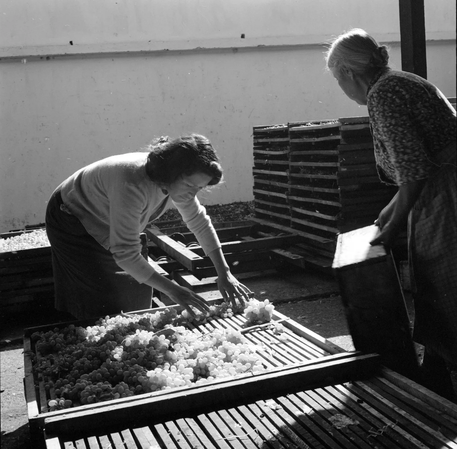 Agricultoras en Llay-Llay ca. 1960.