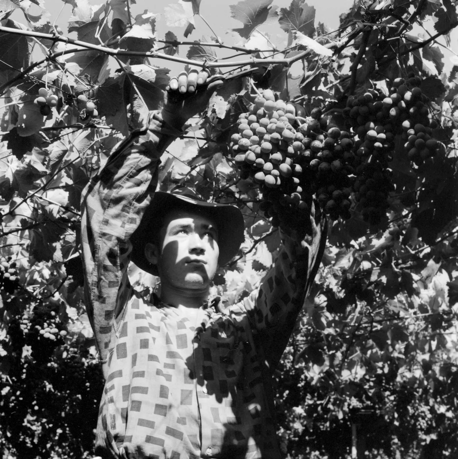 Agricultor en una viña de Llay-Llay ca. 1960.