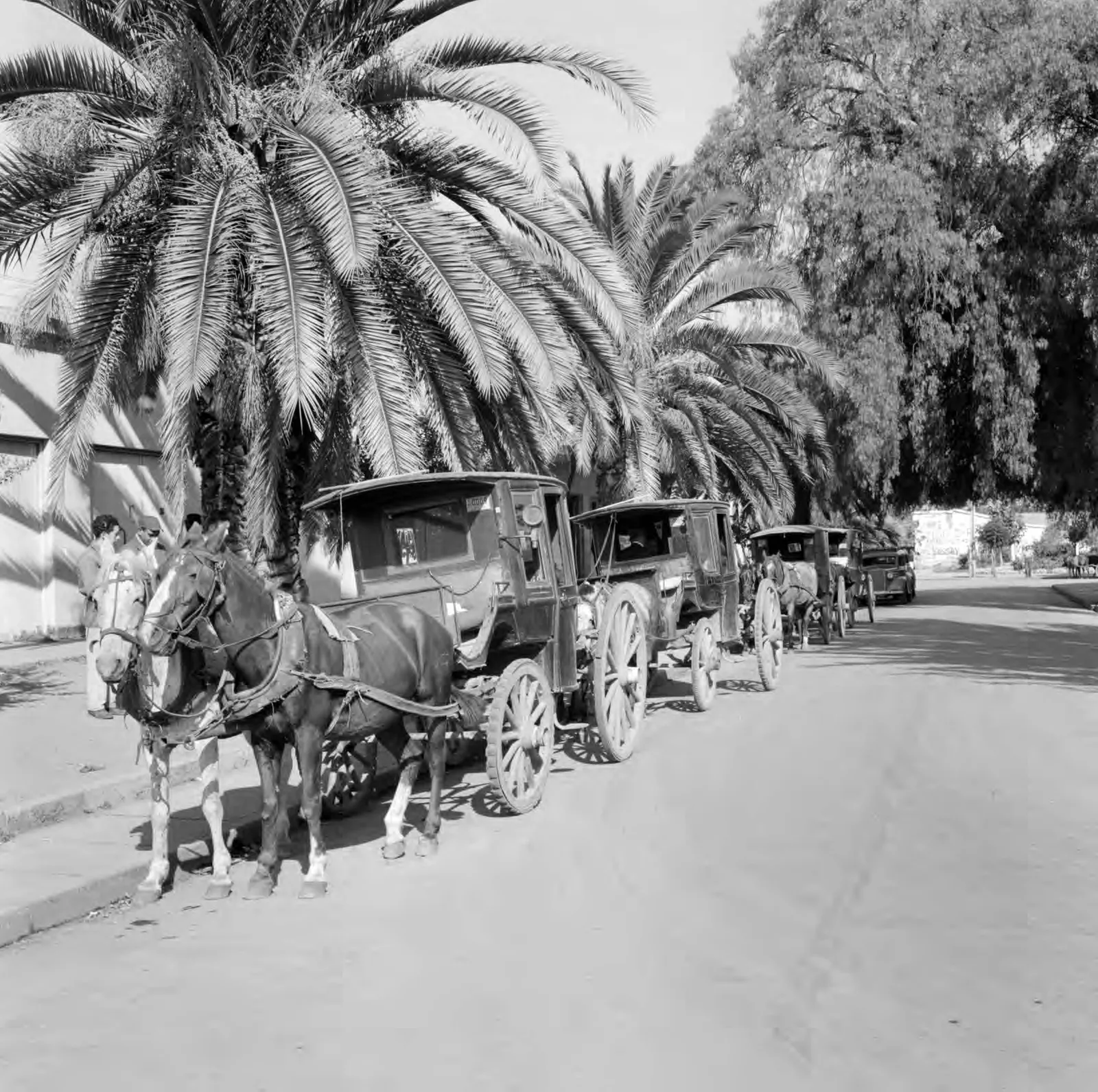 Victorias en Llay-Llay ca. 1960.