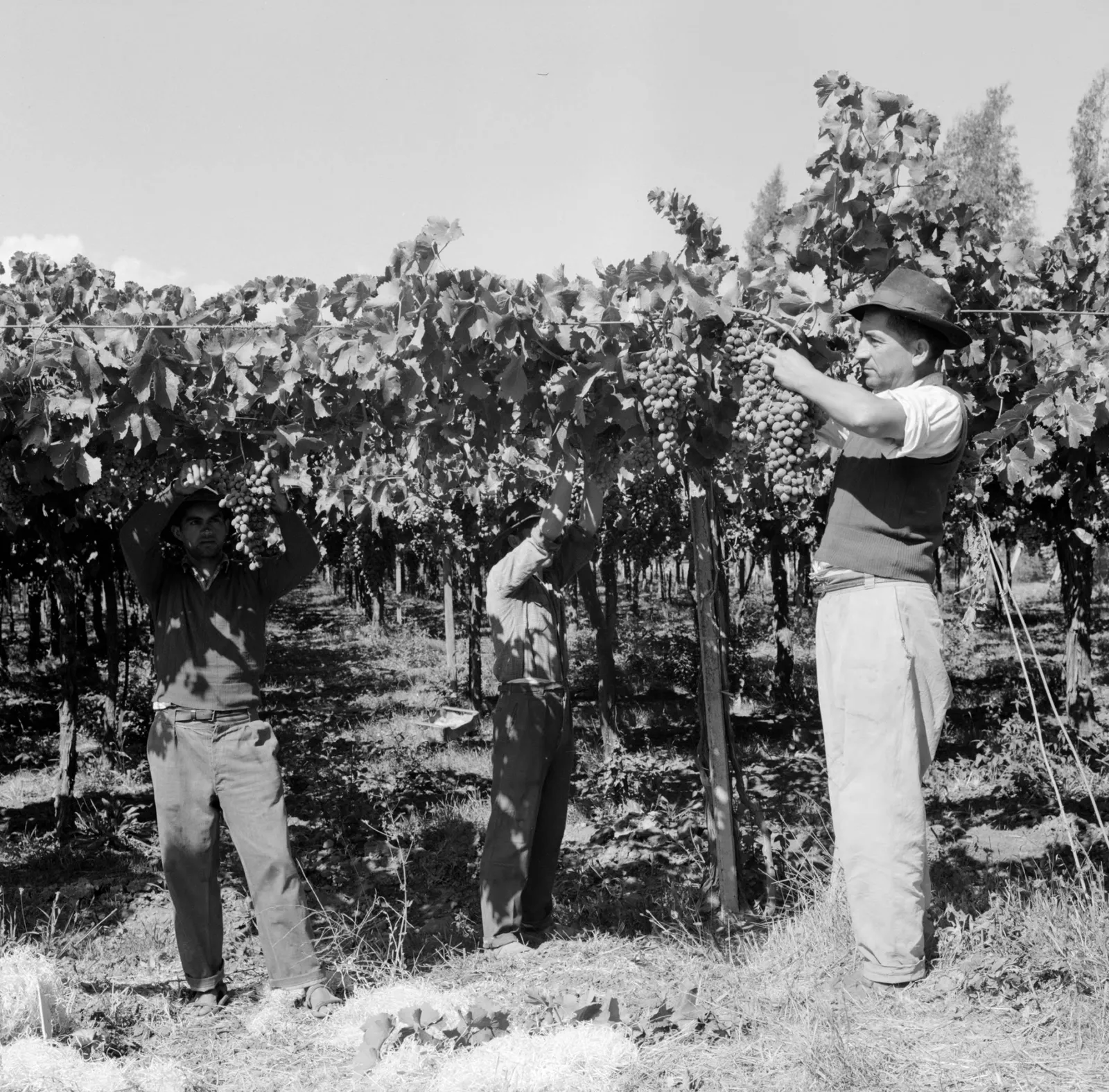 Agricultores en una viña de Llay-Llay ca. 1960.