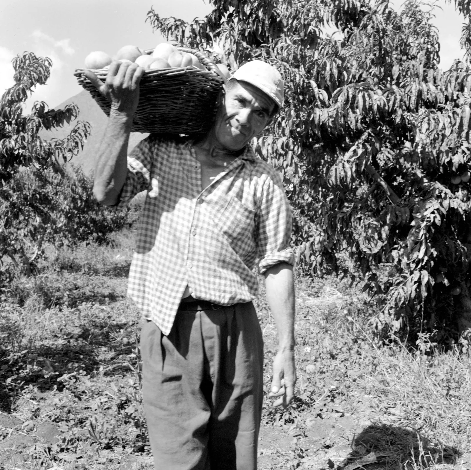 Agricultor en una viña de Llay-Llay ca. 1960.