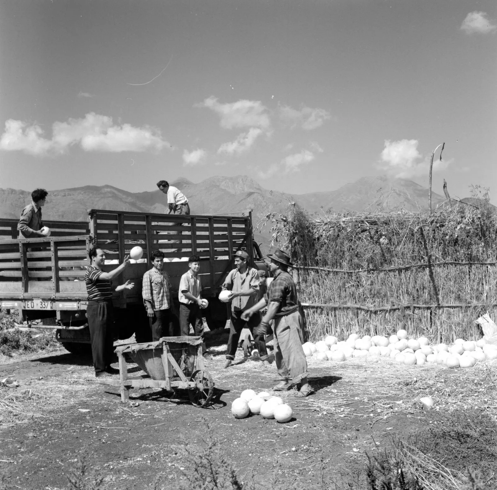 Agricultores trabajando en una viña de Llay-Llay ca. 1960.