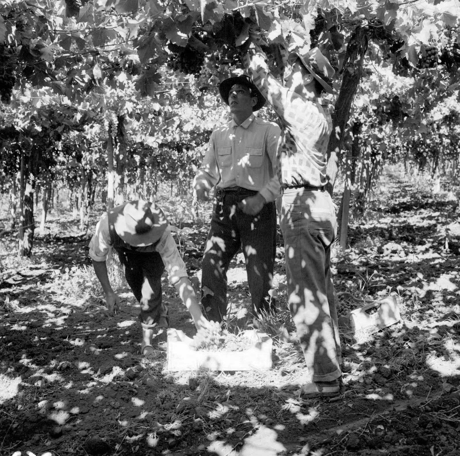 Agricultores cosechando en una viña de Llay-Llay ca. 1960.