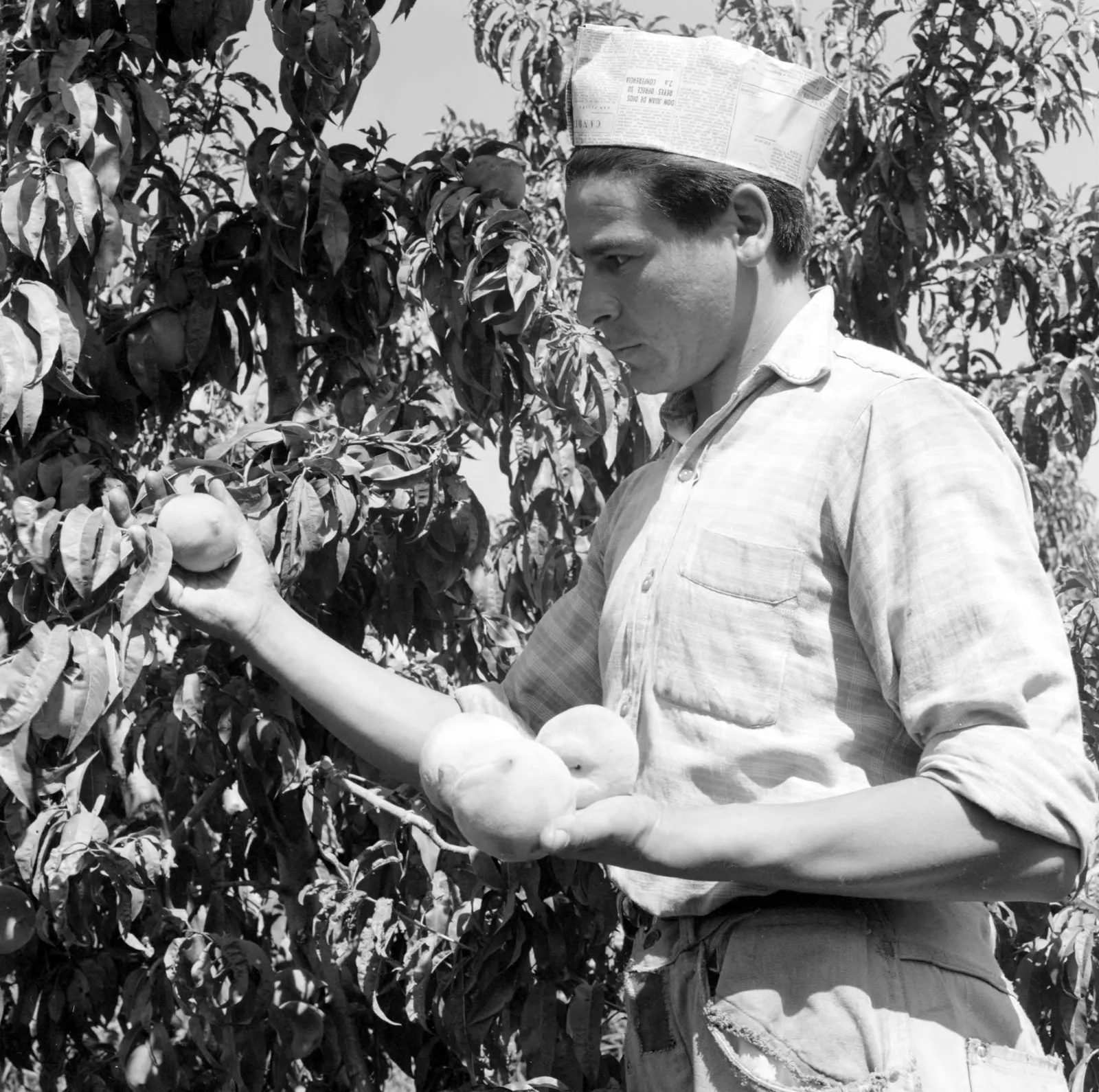 Agricultor cosechando melocotones en viña de Llay-Llay ca. 1960.