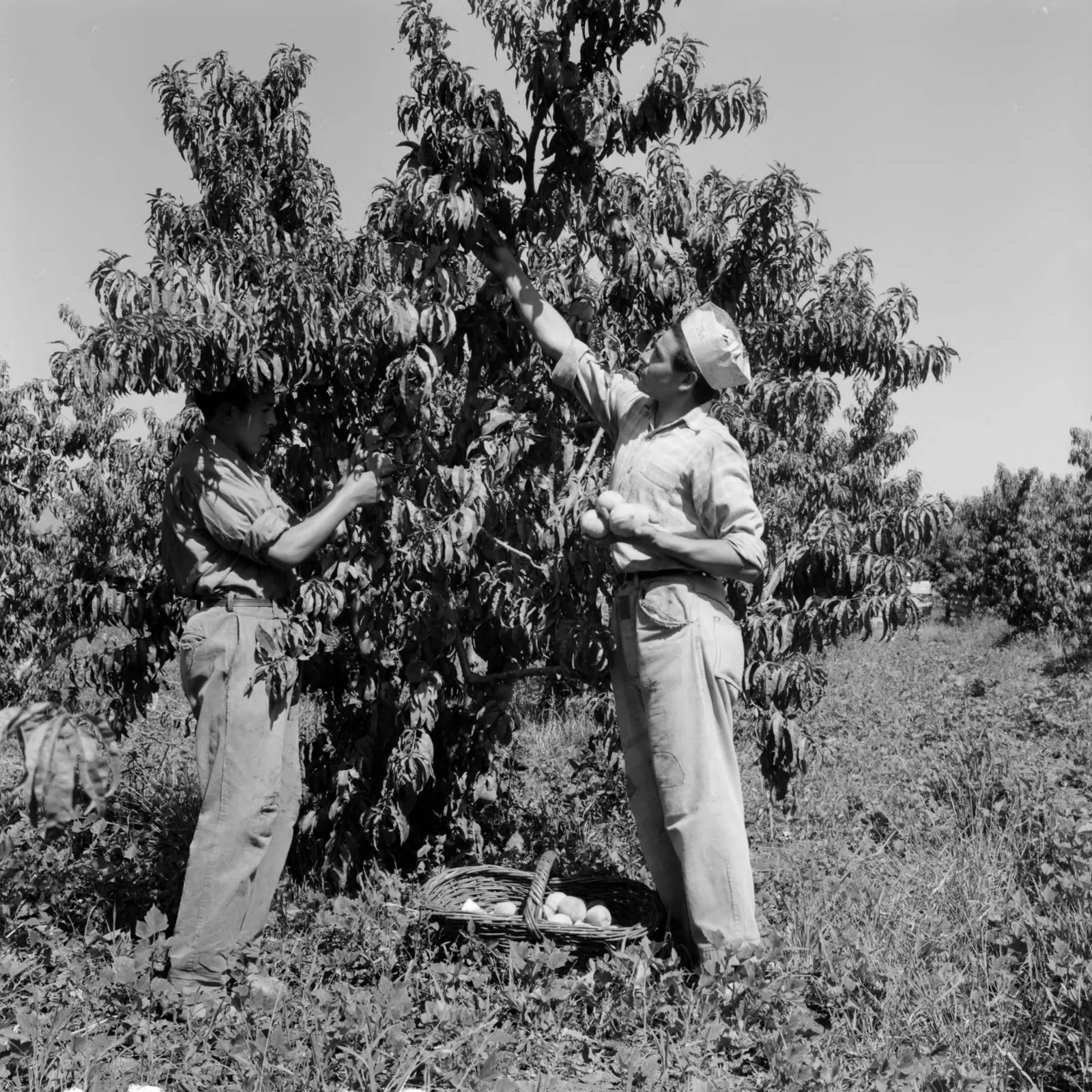 Agricultores en viña de Llay-Llay ca. 1960.