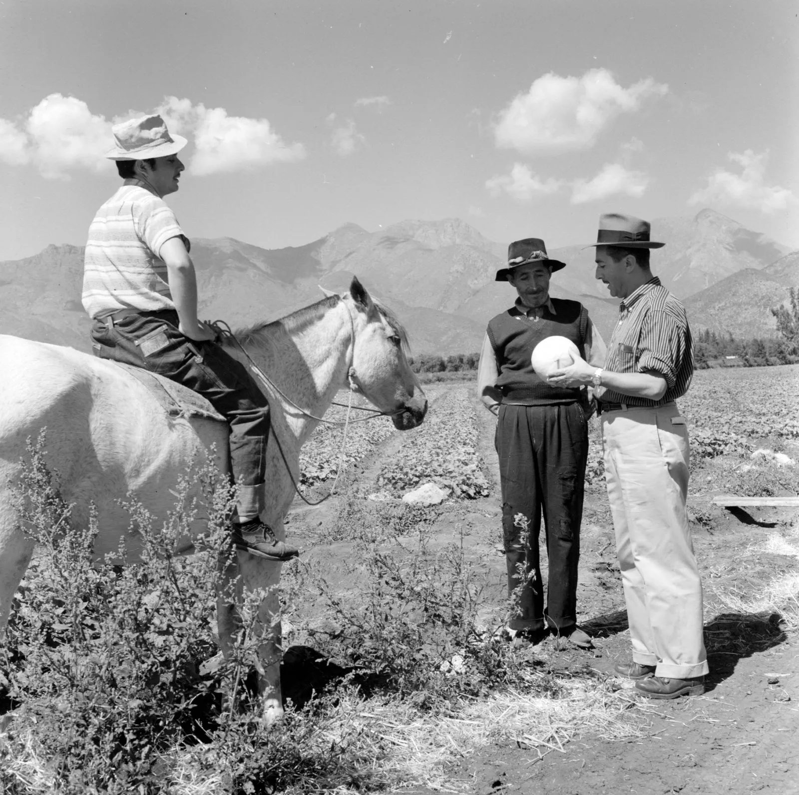 Trabajadores en una granja de Llay-Llay ca. 1960.