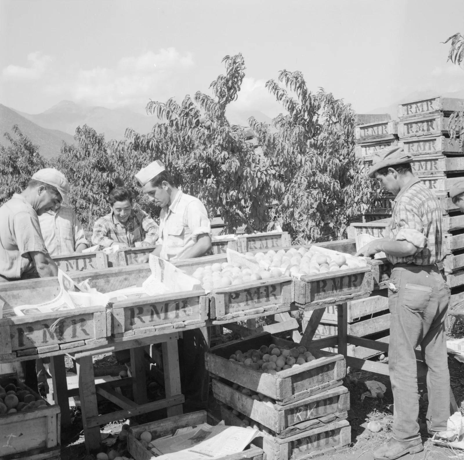Agricultores trabajando en una viña de Llay-Llay ca. 1960.
