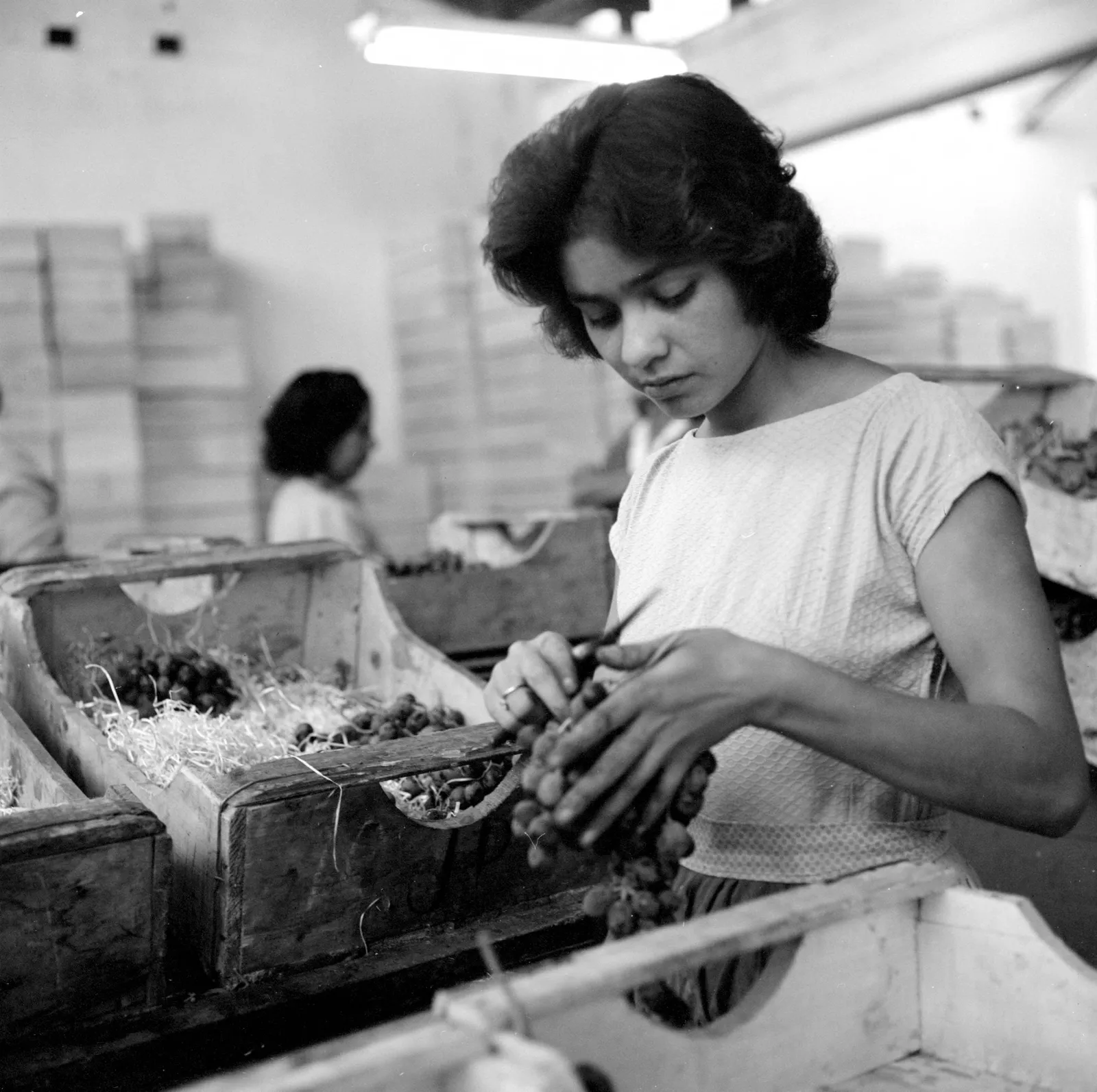 Trabajadora en la bodega de un viñedo en Llay-Llay ca. 1960.