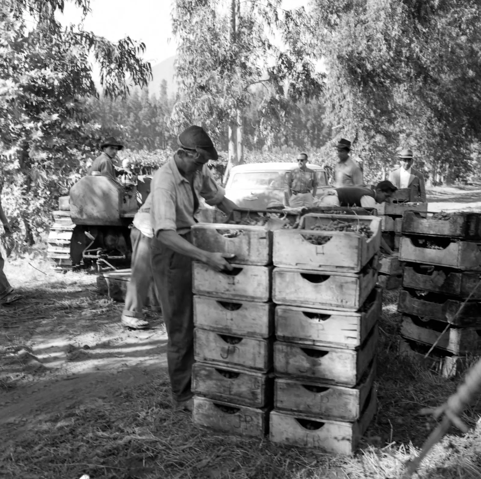 Agricultores trabajando en viña en Llay-Llay ca. 1960.