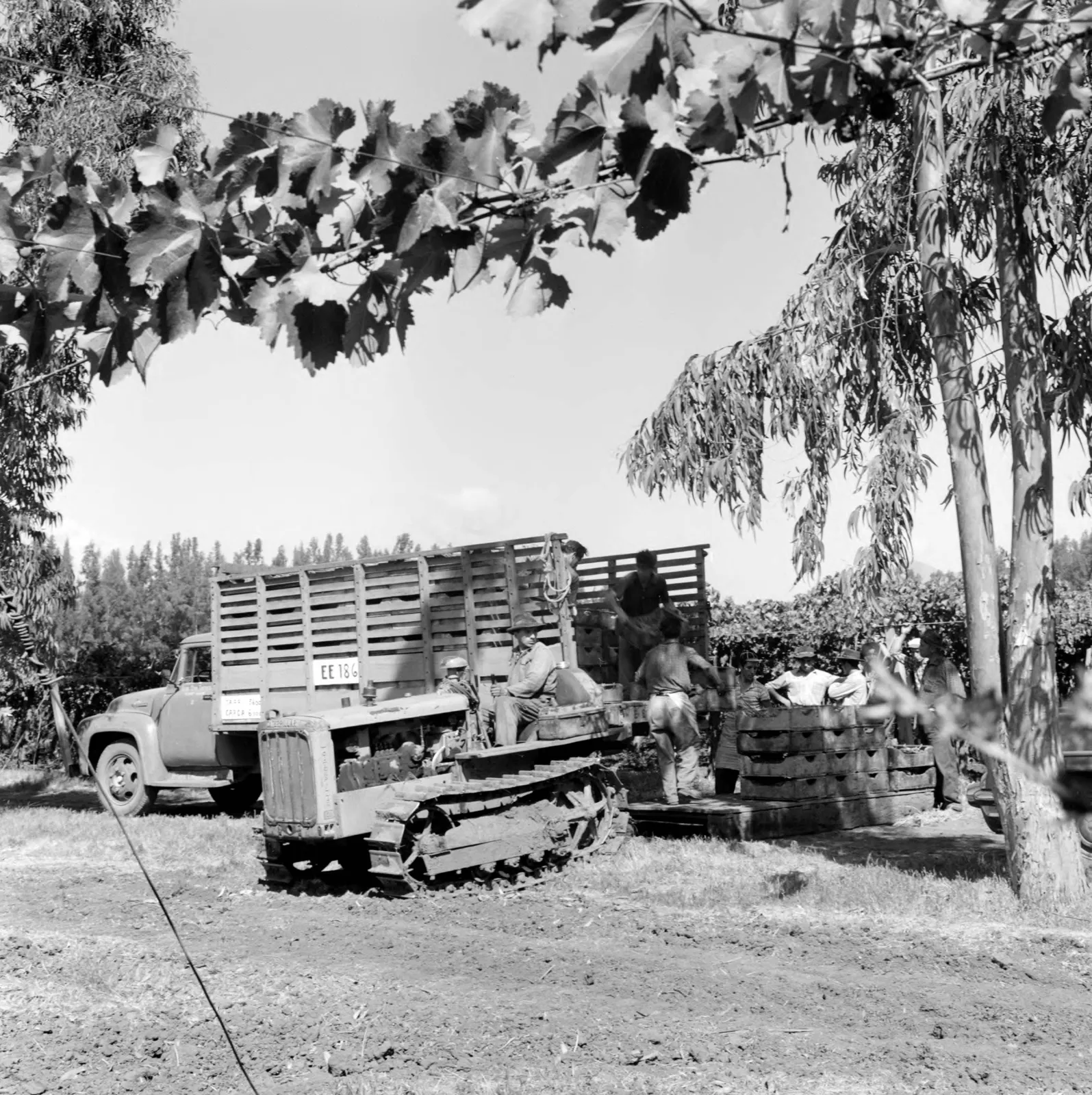 Cosecha de uvas en Llay-Llay ca. 1960.