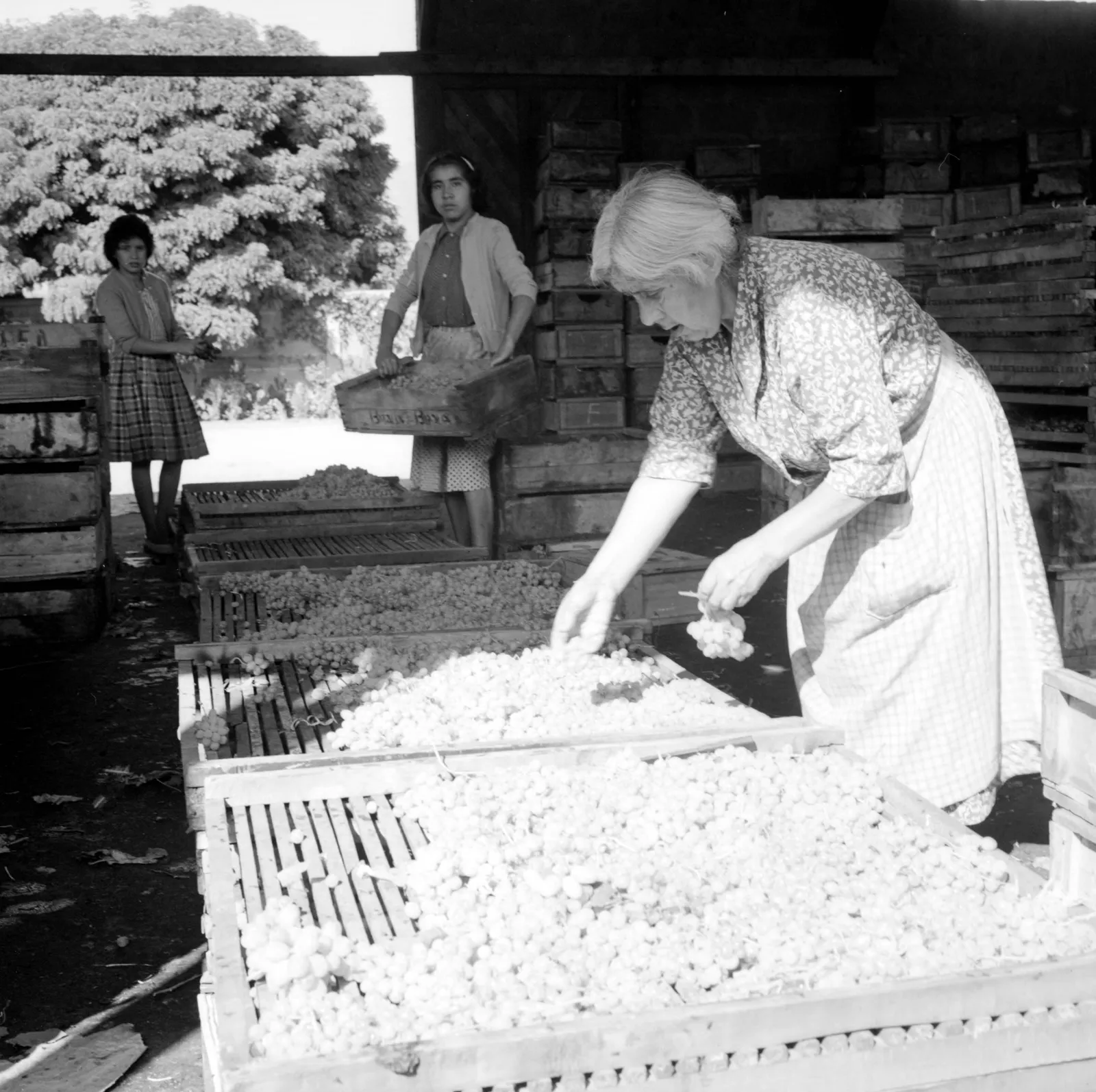Cosechadoras de uva en Llay-Llay ca. 1960.