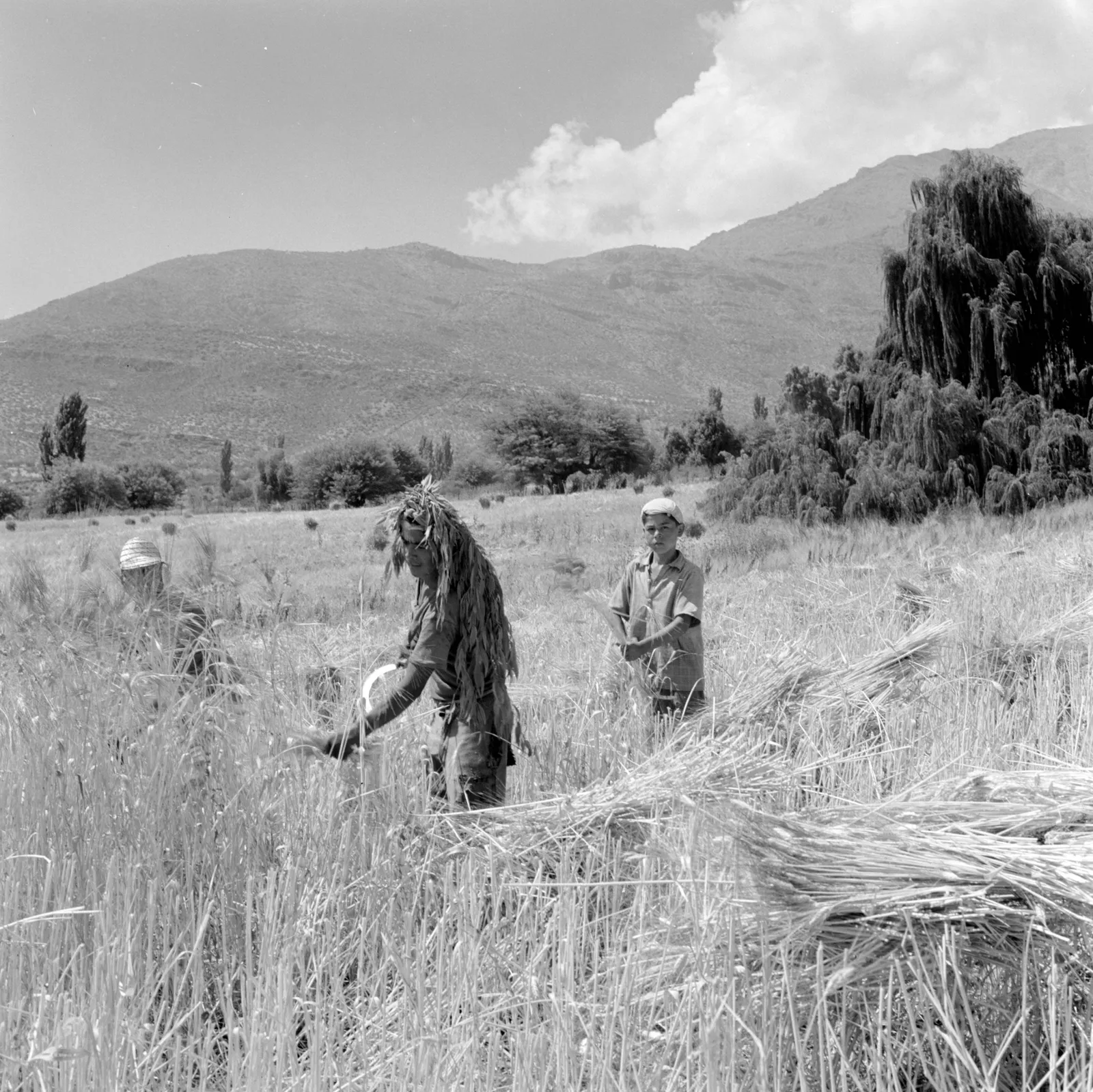 Hombres cosechando en Los Andes, ca. 1960.