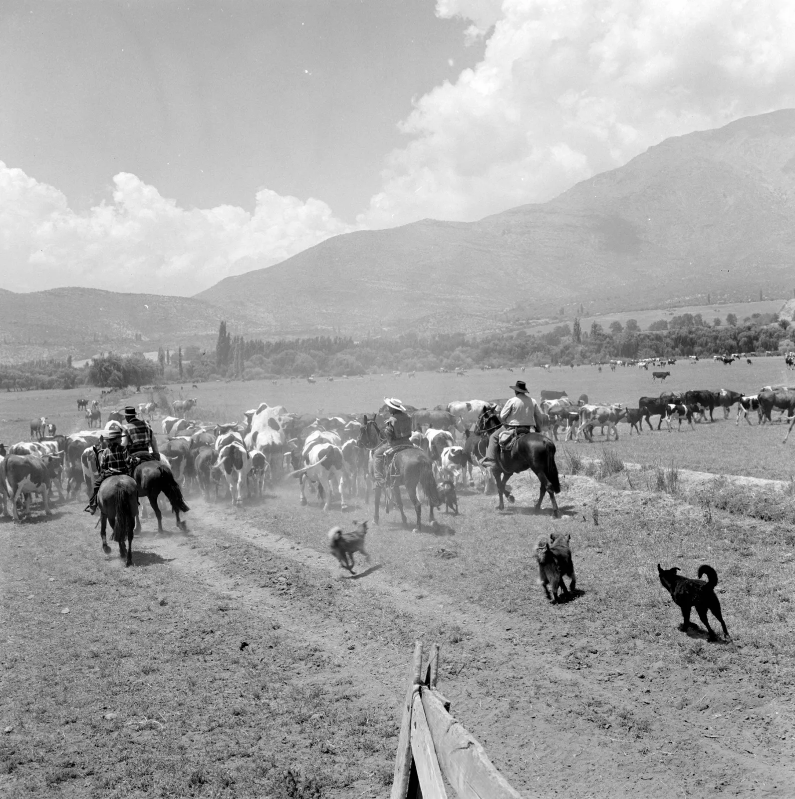 Ganaderos arreando ganado en la Hacienda San Vicente, Los Andes, ca. 1960.
