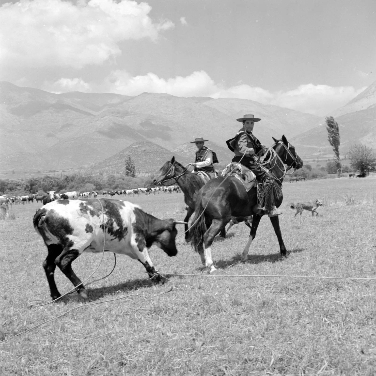 Ganaderos enlazando ganado en Los Andes, ca. 1960.
