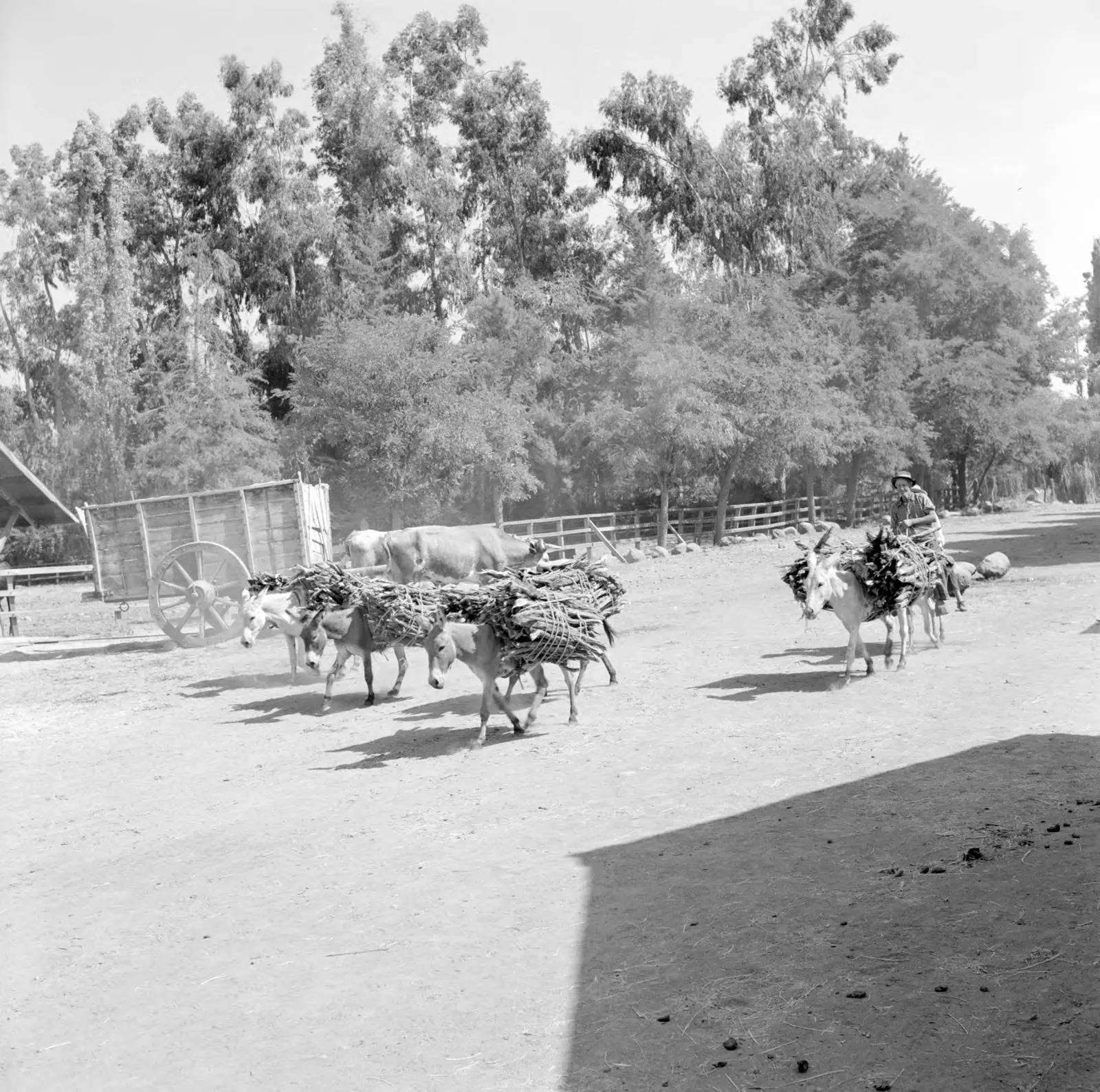 Burros cargando leña en Hacienda San Vicente, Los Andes, ca. 1960.