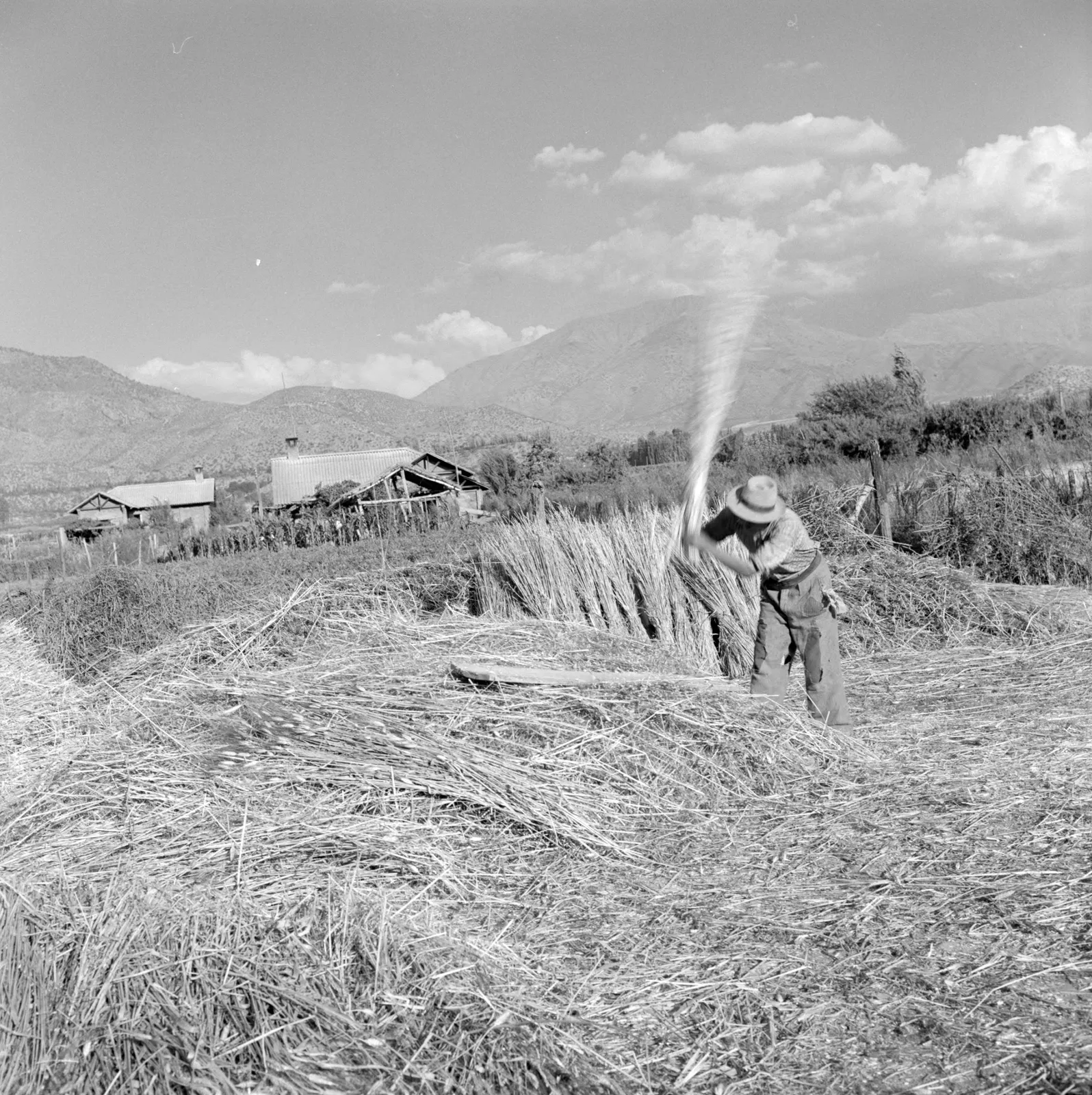Agricultor trillando granos en Hacienda San Vicente, Los Andes, ca. 1960.