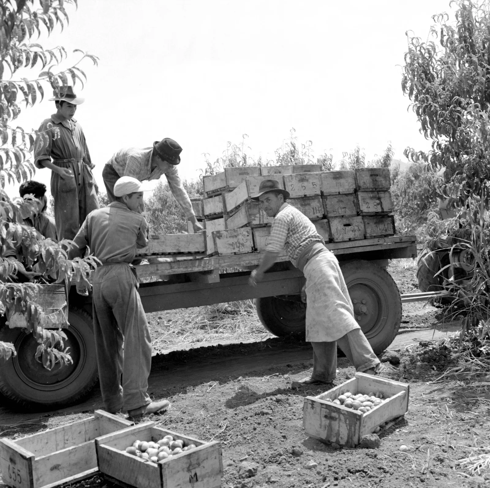 Hombres descargando fruta de un camión en Los Andes, ca. 1960.
