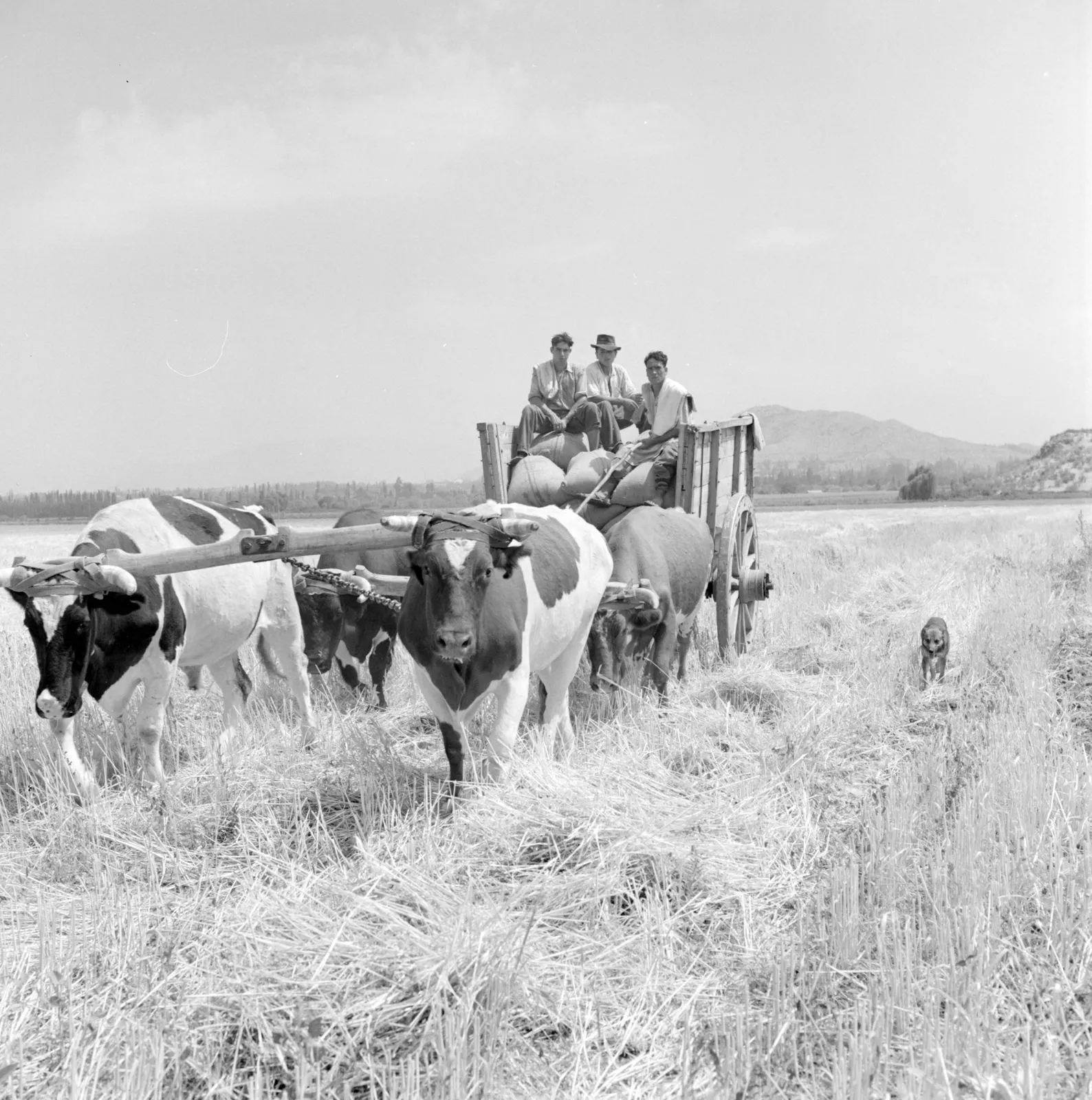 Hombres en carro tirado por ganado en Los Andes, ca. 1960.