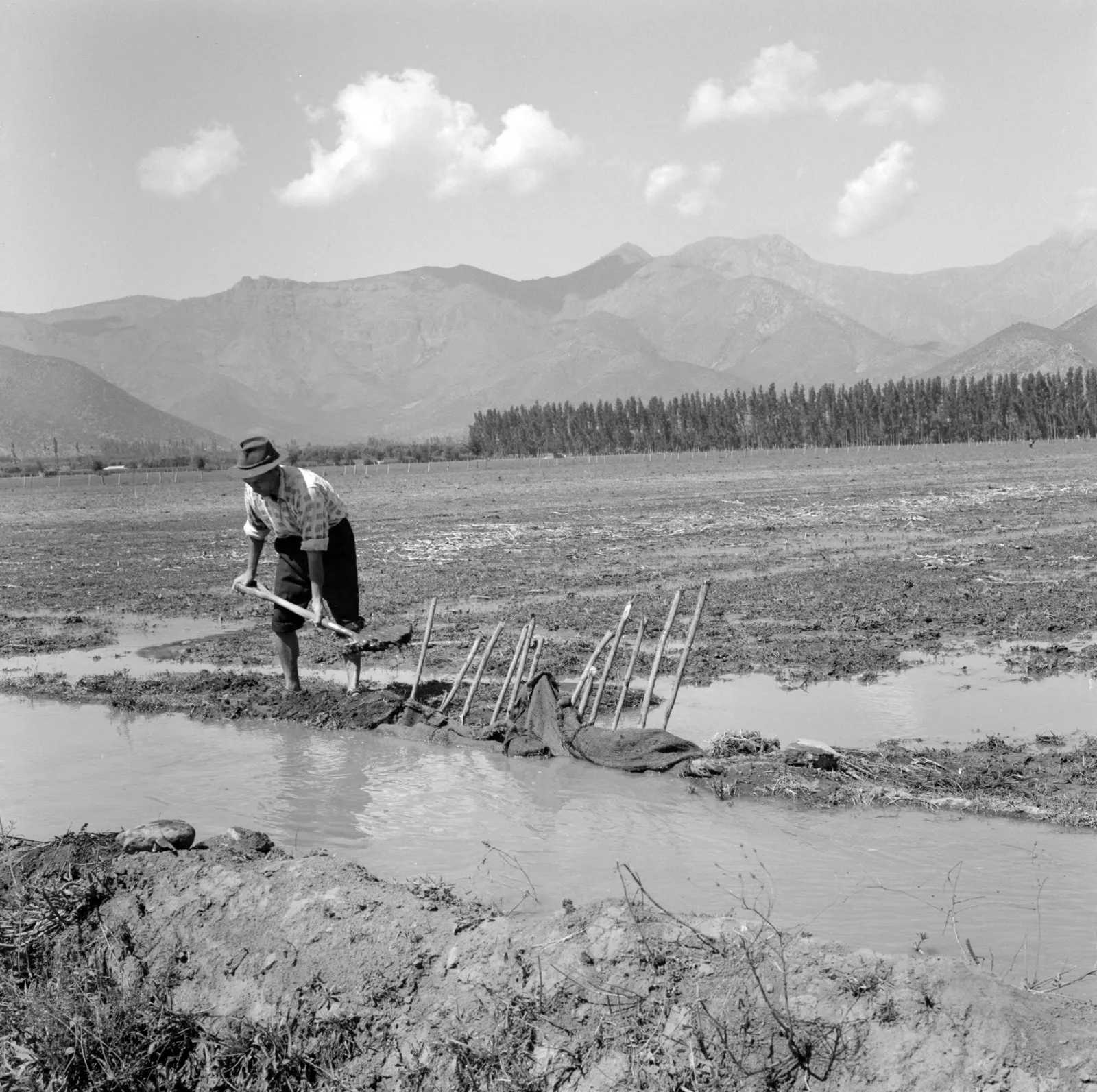 Agricultor limpiando un canal de riego en Llay-Llay ca. 1960.