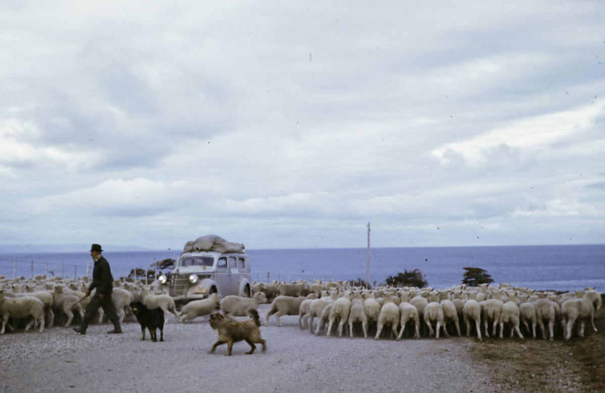 Ganadería Estrecho de Magallanes 1960.
