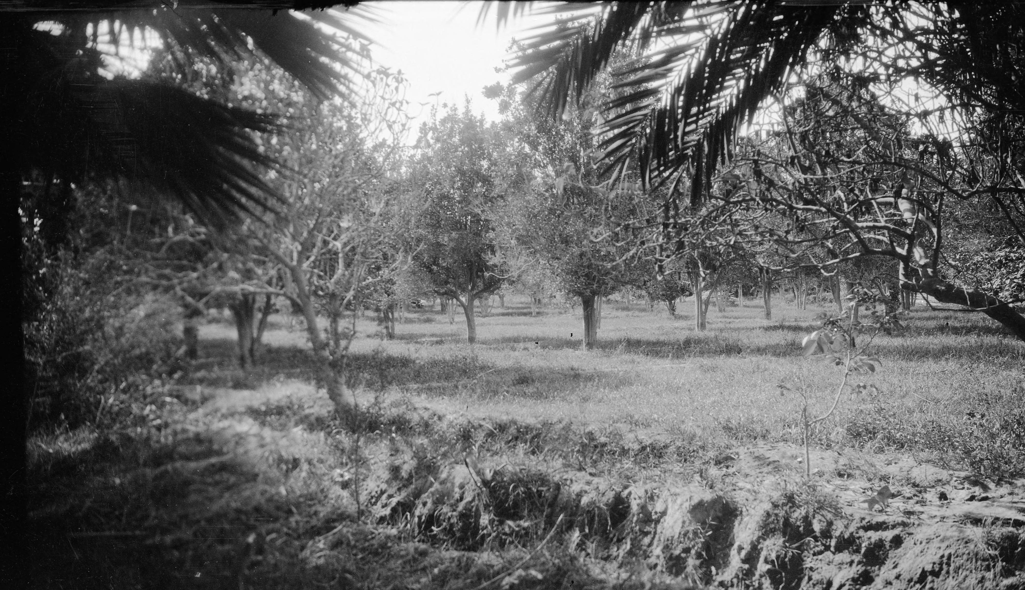 Cultivo de naranjas en Valle de Azapa, 1930