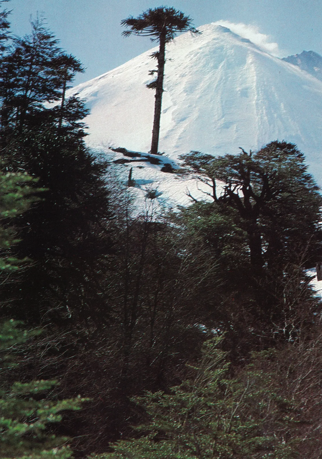 Volcán Llaima, 1984