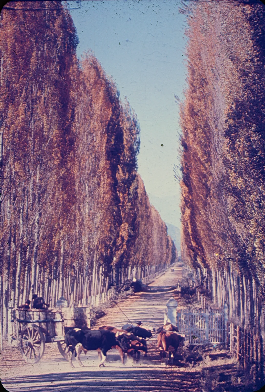 Alameda en la Zona Central, 1960s