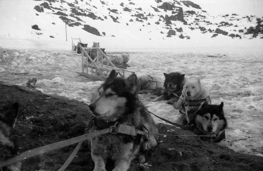 Perros de Trineo en Portillo, 1963