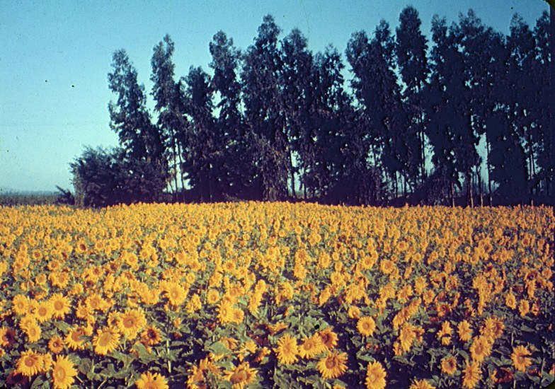 Campo de Maravillas en la Zona Central, 1960