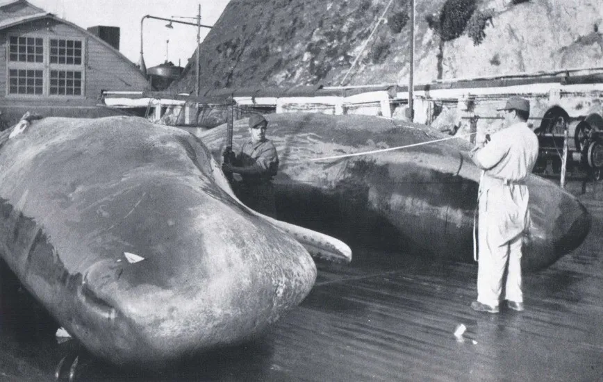 Quintay 1959