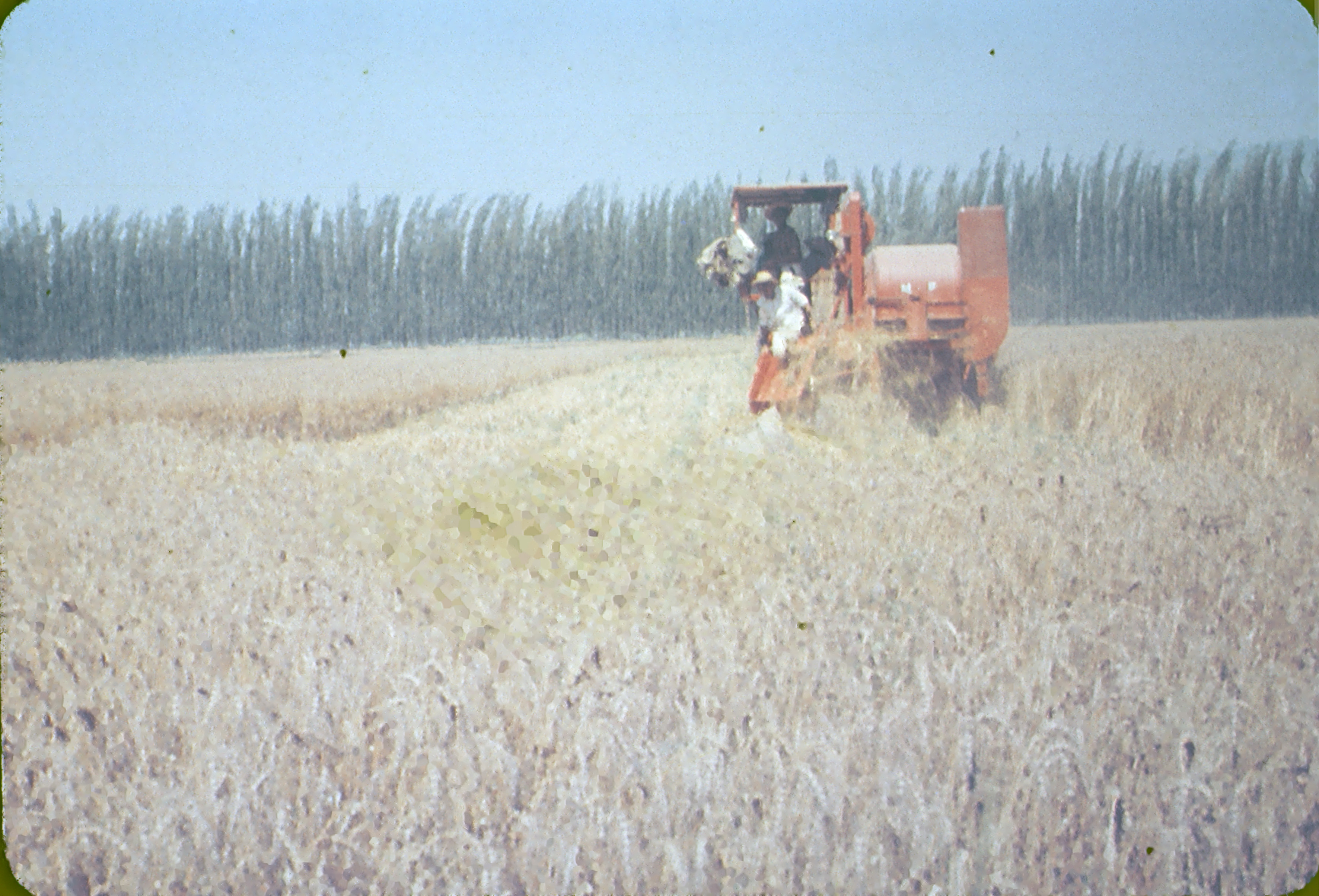 Campo en la zona central de Chile, 1960s