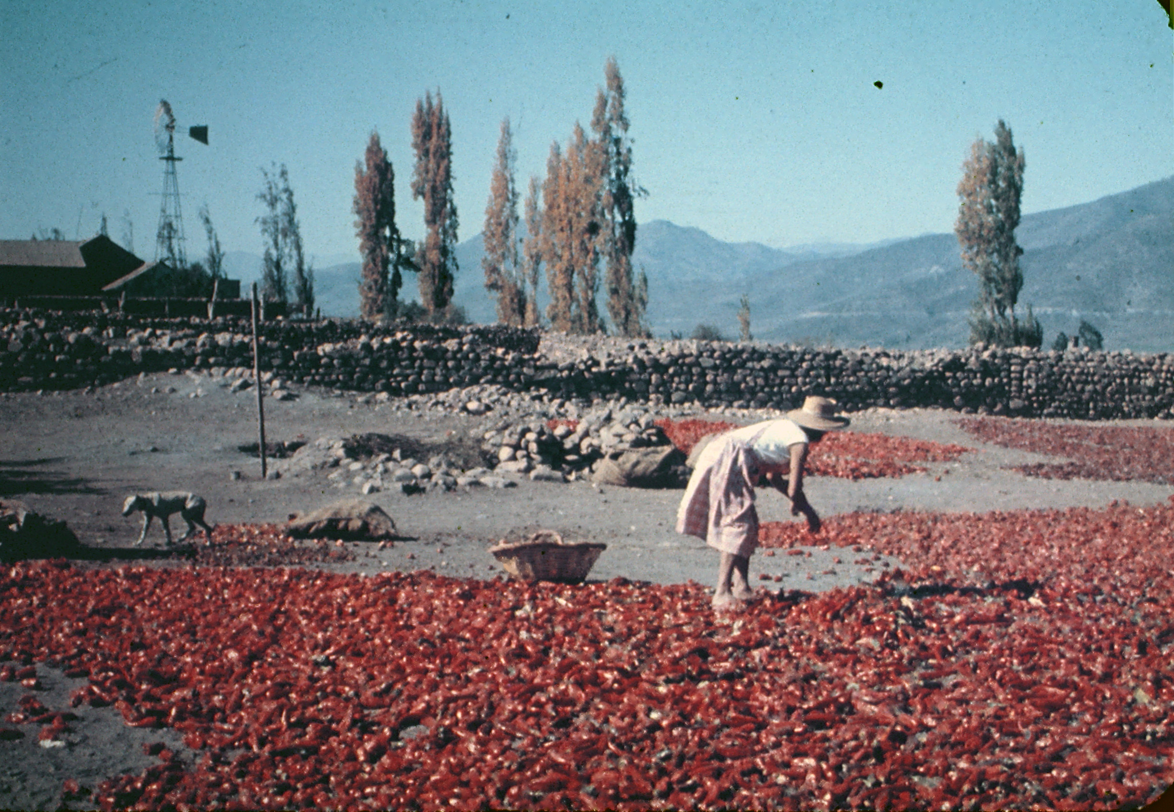 Valle de Elqui, 1960s