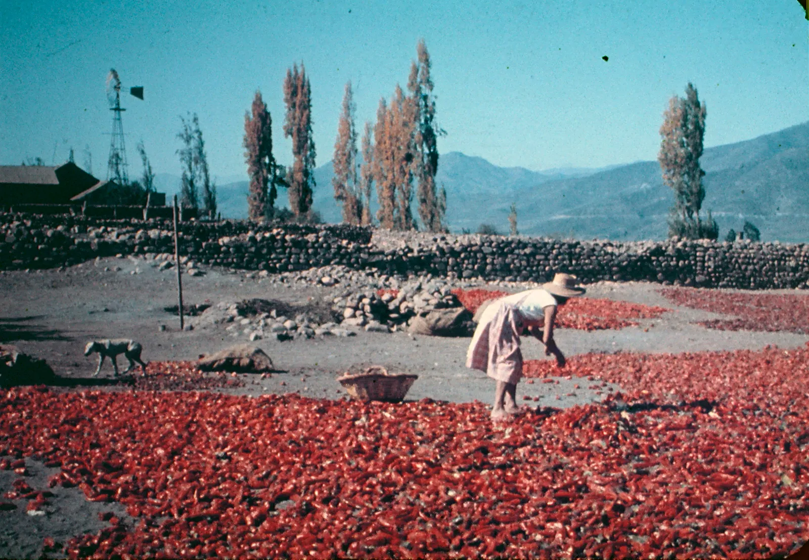 Valle de Elqui, 1960s