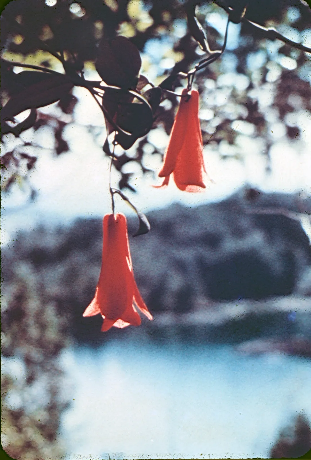 Copihue en algún lugar de la Zona Central, 1960s
