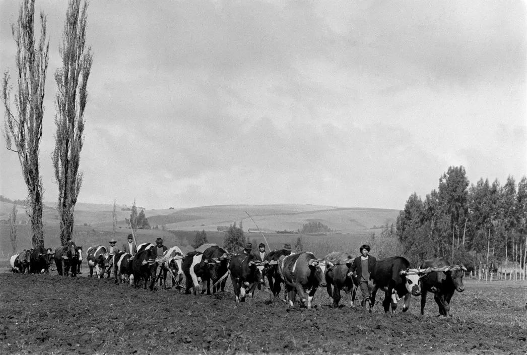 Ganado en camino de Temuco a Puerto Montt en 1971