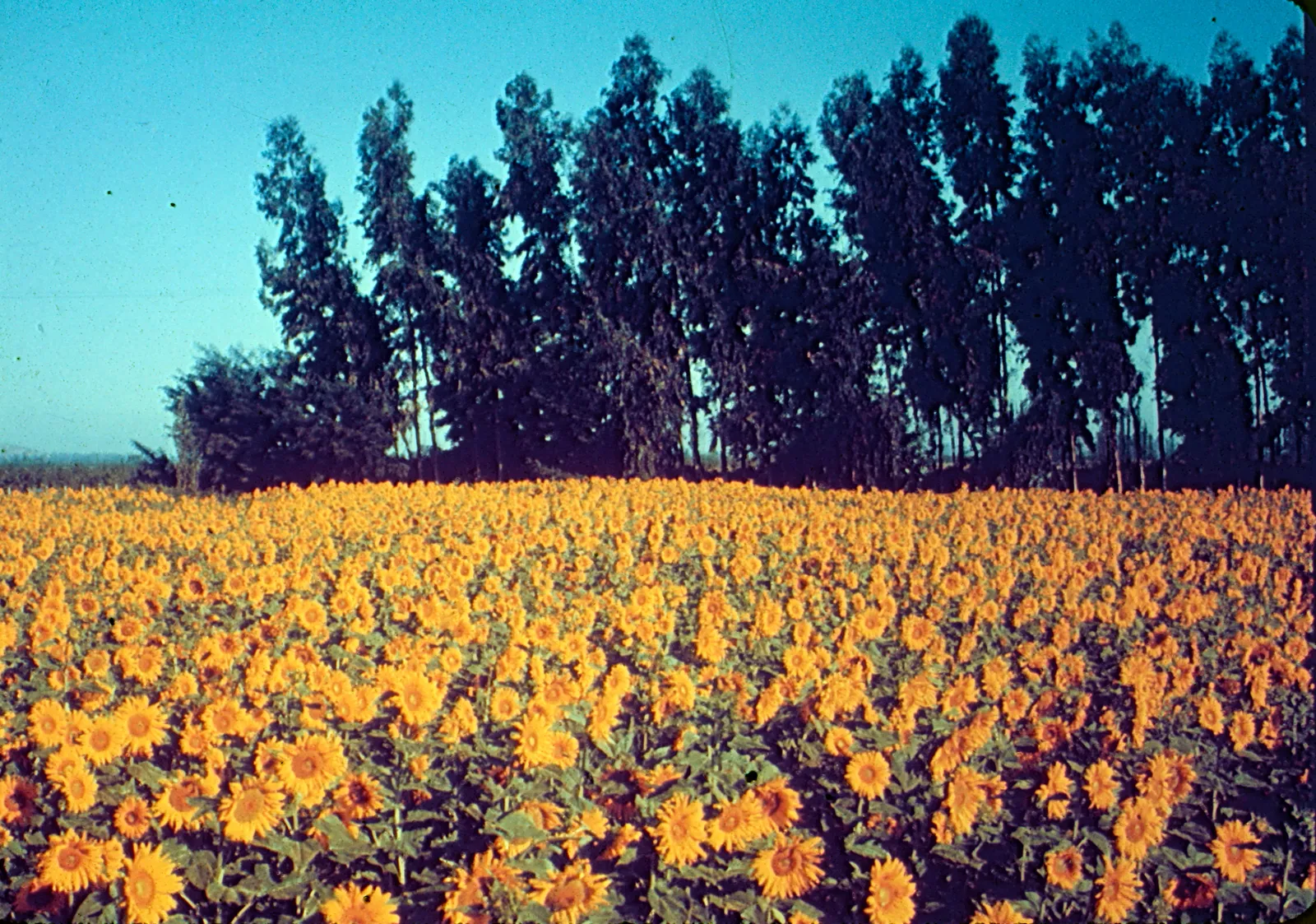 Campo de Girasoles o Maravillas, 1960s