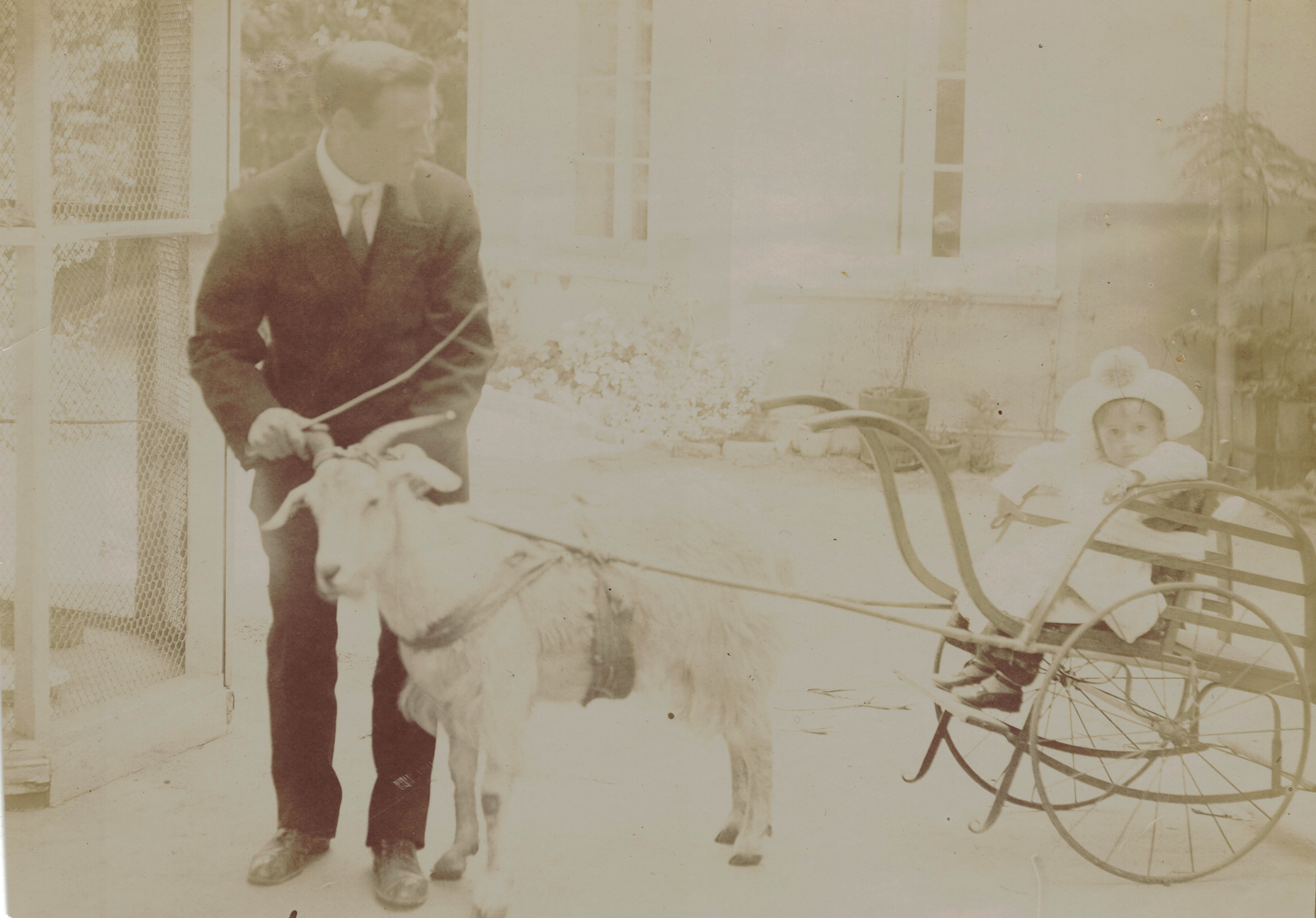 Coche con cabra en Limache en 1910