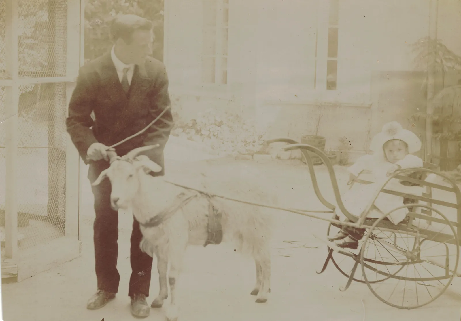 Coche con cabra en Limache en 1910