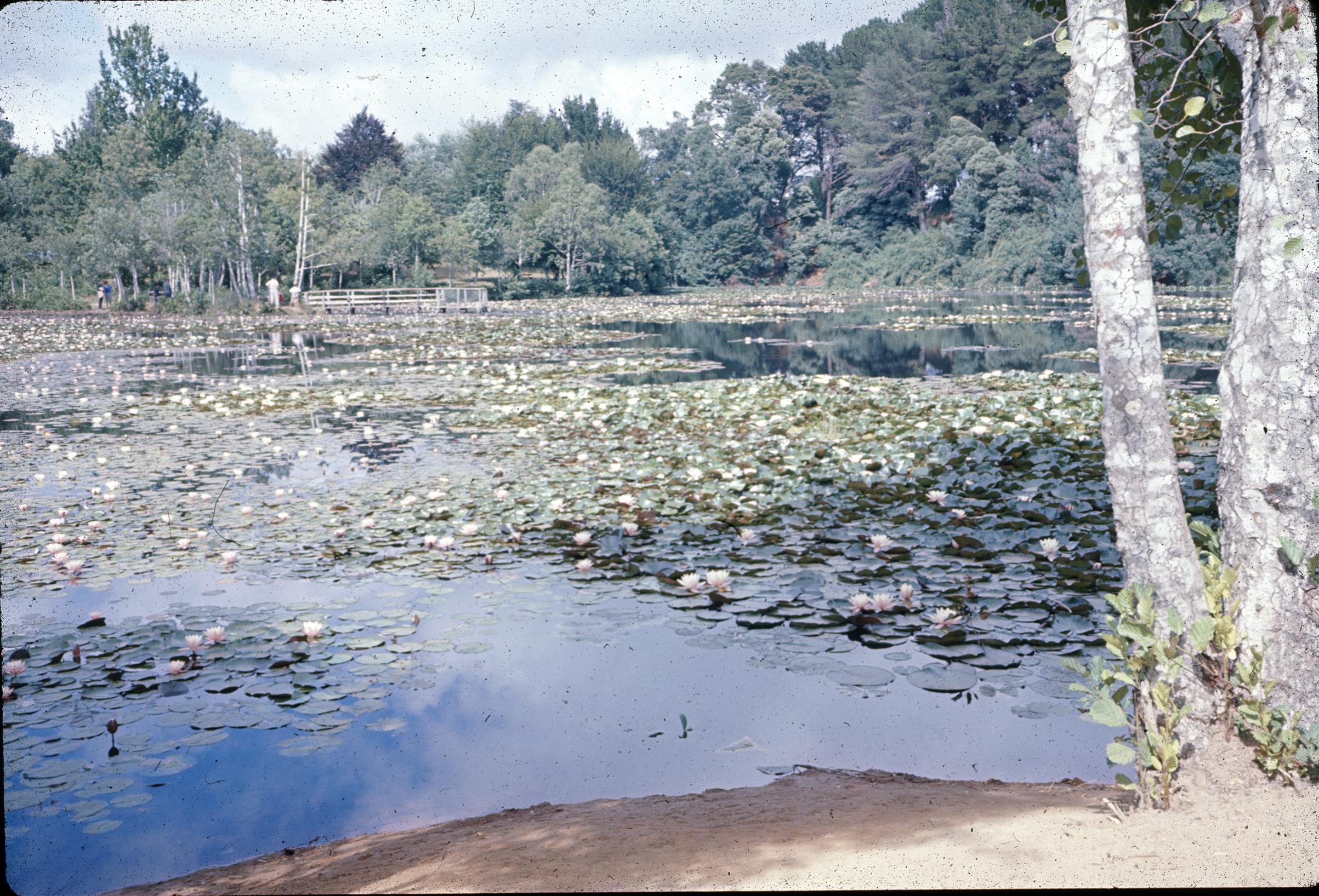 Laguna de la flor del Loto, Parque Saval, Valdivia 1960