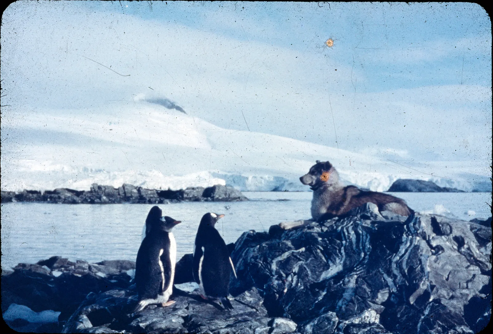 Pingüinos en la Antártica, años 60