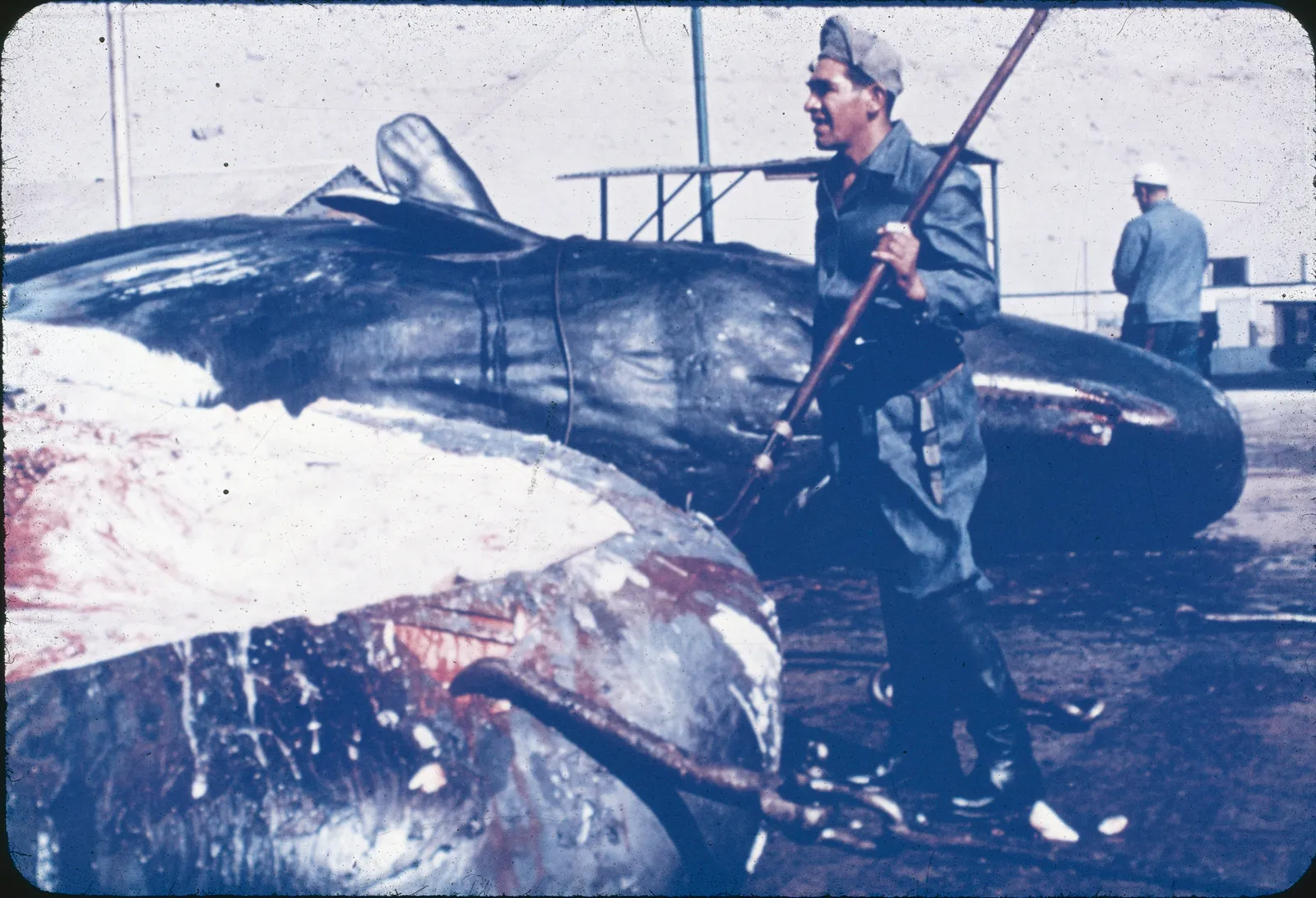 Ballenera Caleta el Molle, ca. 1960