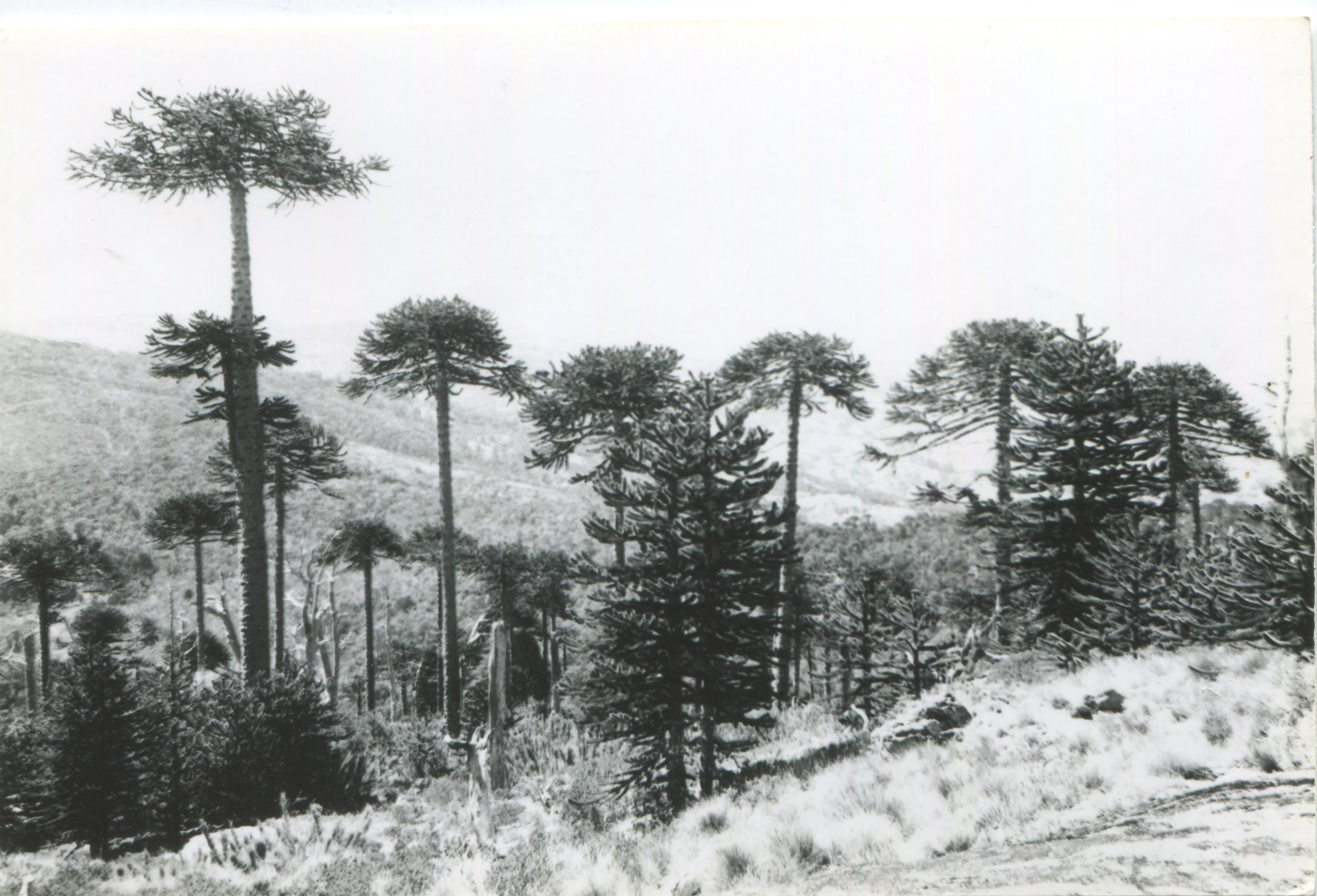 Parque Nacional Nahuelbuta en los 50s