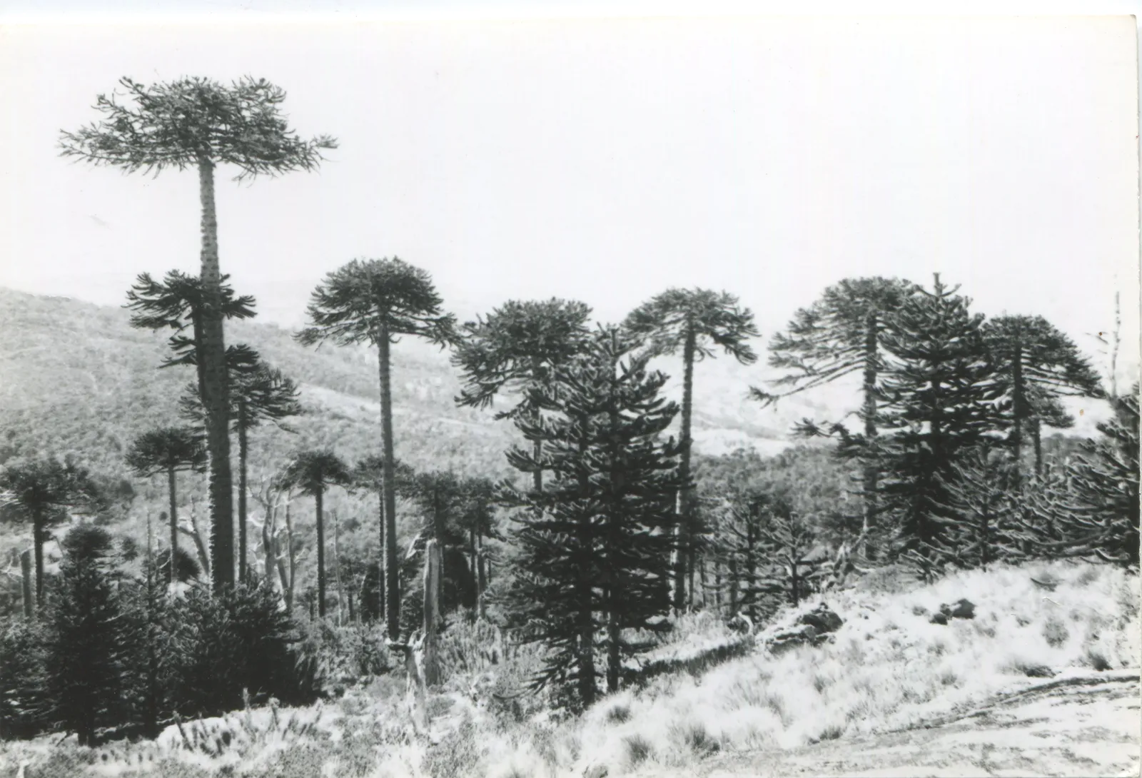 Parque Nacional Nahuelbuta en los 50s