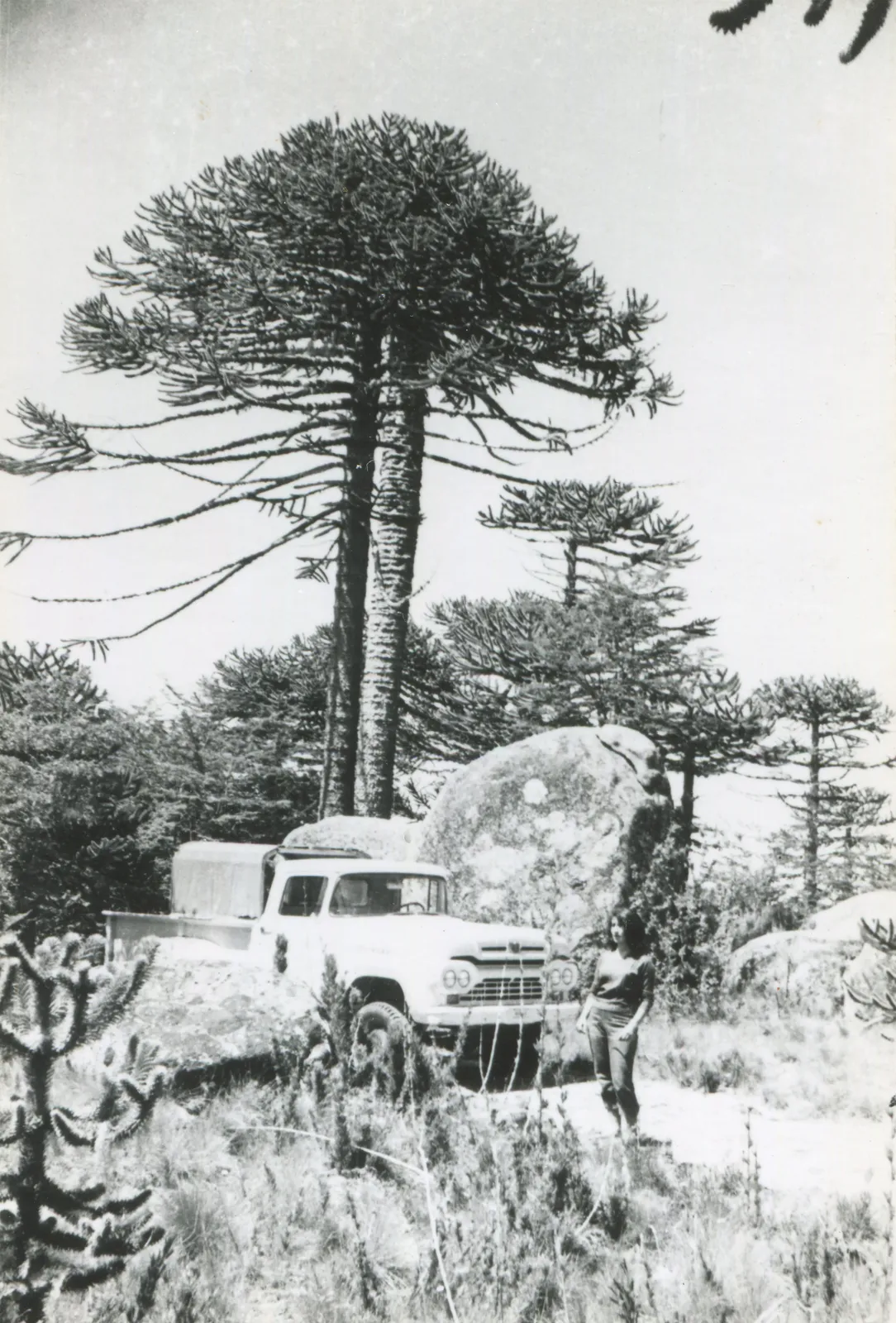 Camioneta en Parque Nacional Nahuelbuta, años 50s