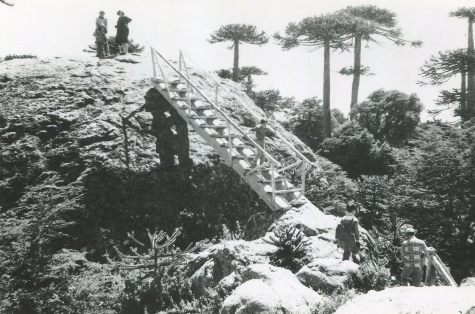 Parque Nacional Nahuelbuta en 1950